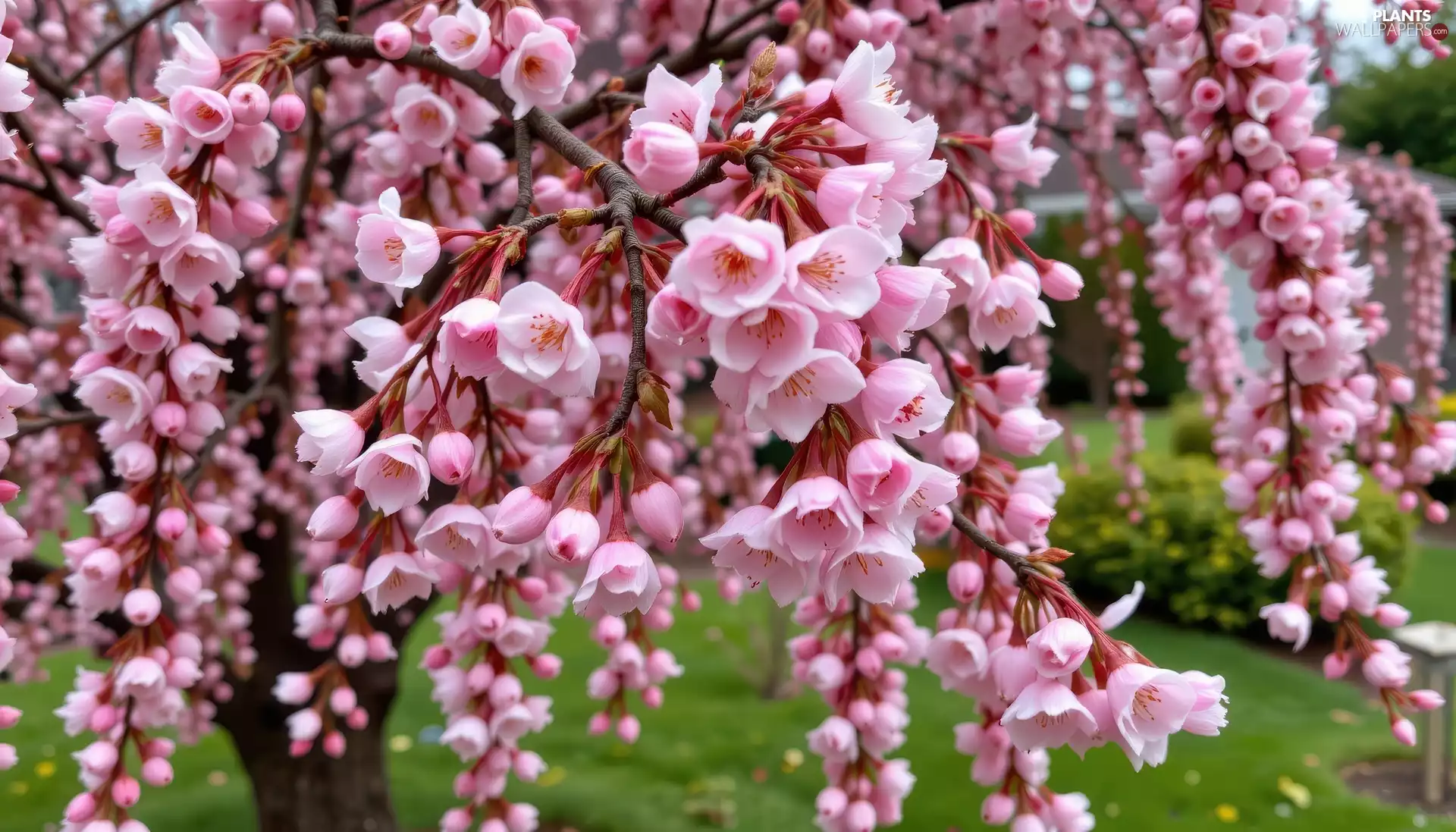 Fruit Tree, Pink, Flowers, Twigs