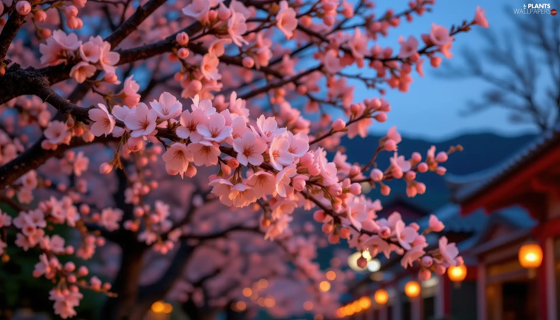 Fruit Tree, Pink, Flowers, Twigs