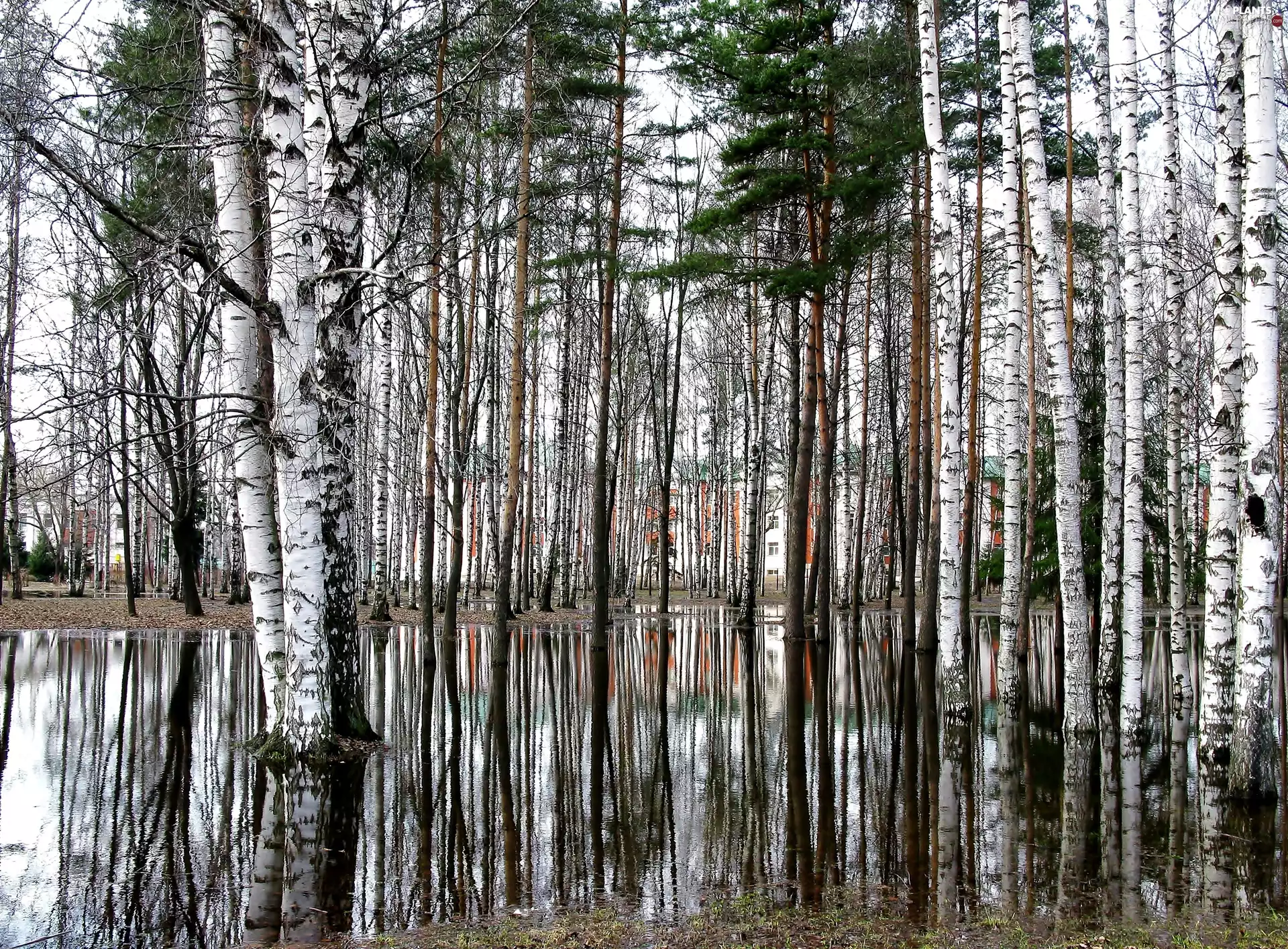 pool, forest, birch-tree