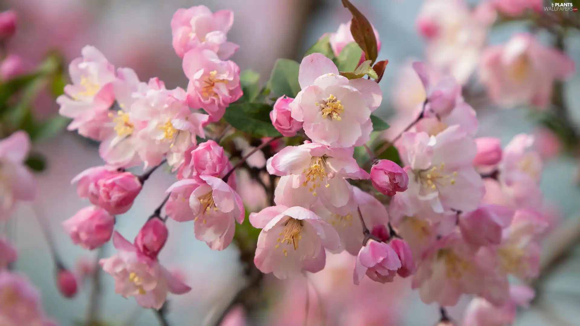 Pink, Flowers, Fruit Tree, Twigs, rapprochement