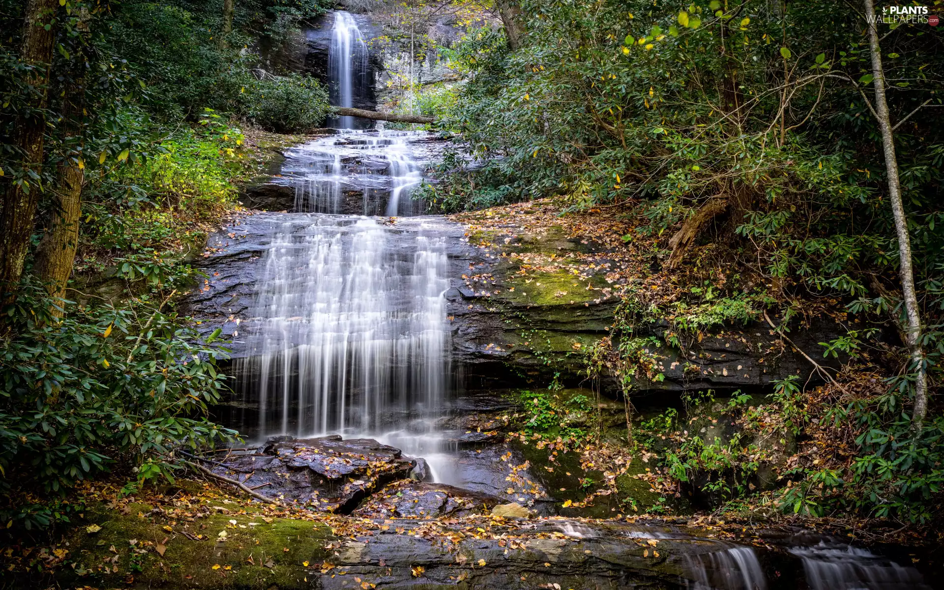 Upper DeSoto Falls, The United States, forest, Tree Trees, Frogtown Creek River, State of Georgia