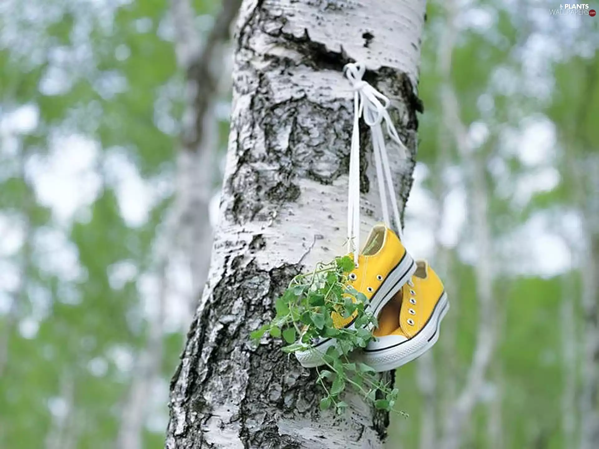 sneakers, trees, birch-tree