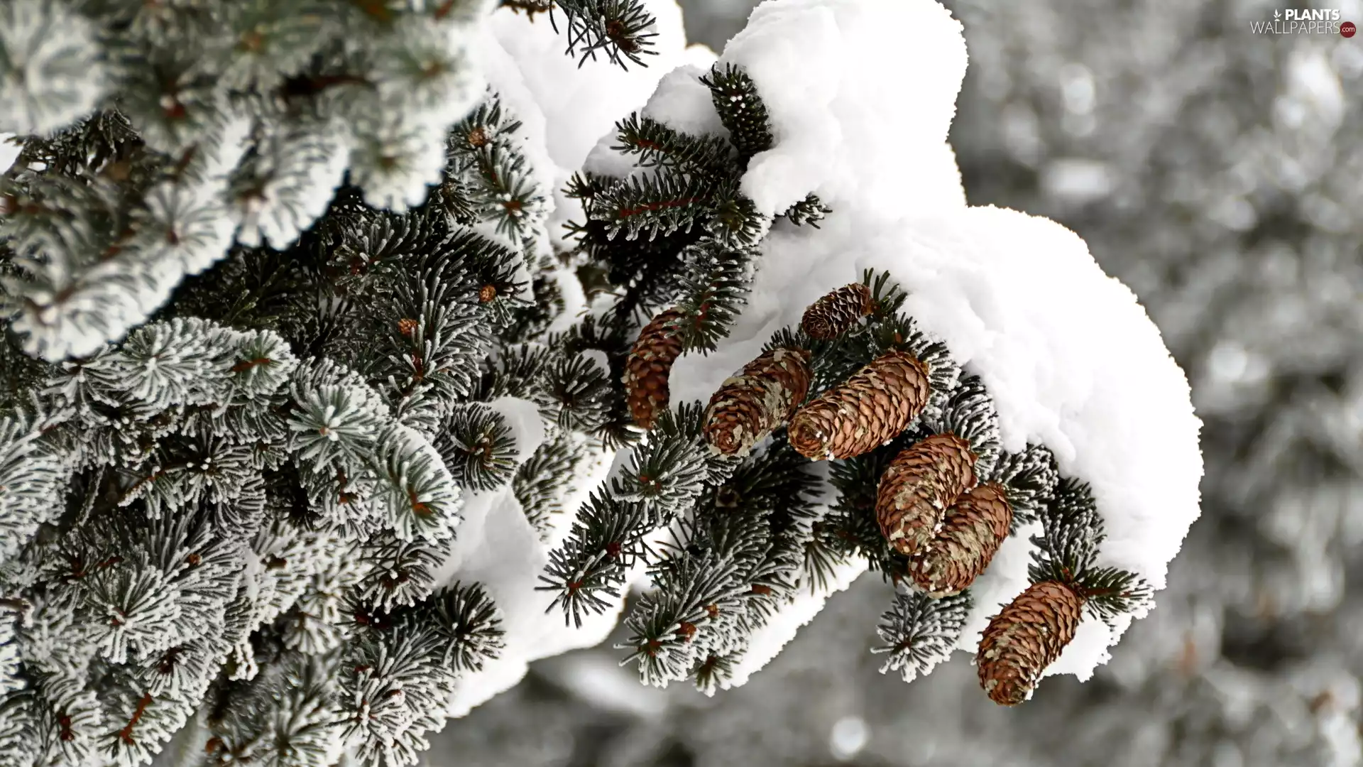 christmas tree, snow, winter, cones