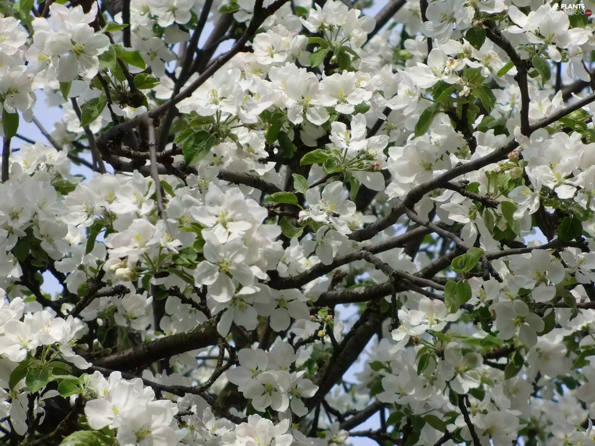 Spring, Blossoming, apple-tree