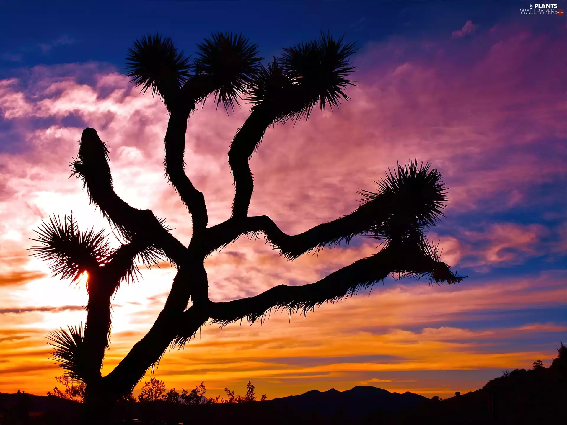 Joshua Tree, Joshua tree, State of California, Joshua Tree National Park, The United States