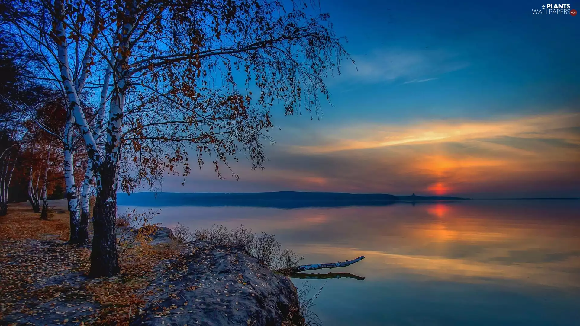 lake, Fractalius, birch-tree, Great Sunsets