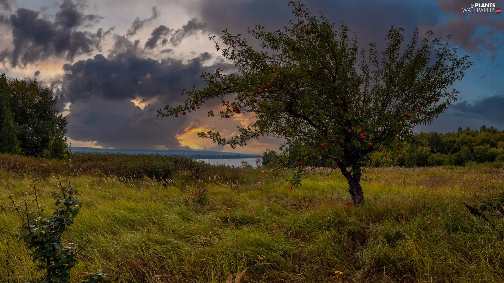 Meadow, Fruit Tree, clouds, lake, grass, apple-tree