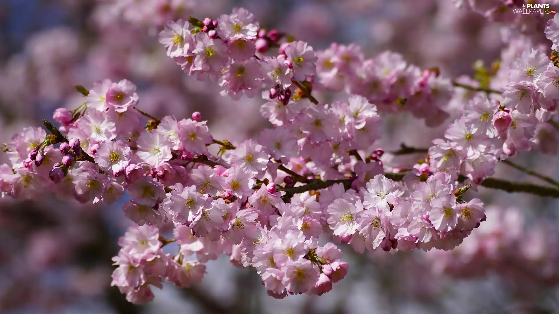 Fruit Tree, twig, Japanese Cherry