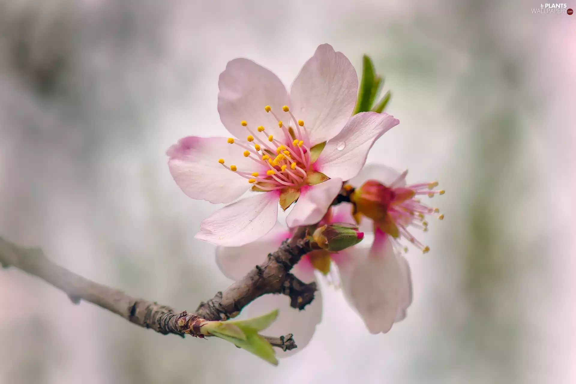 Fruit Tree, twig, Colourfull Flowers
