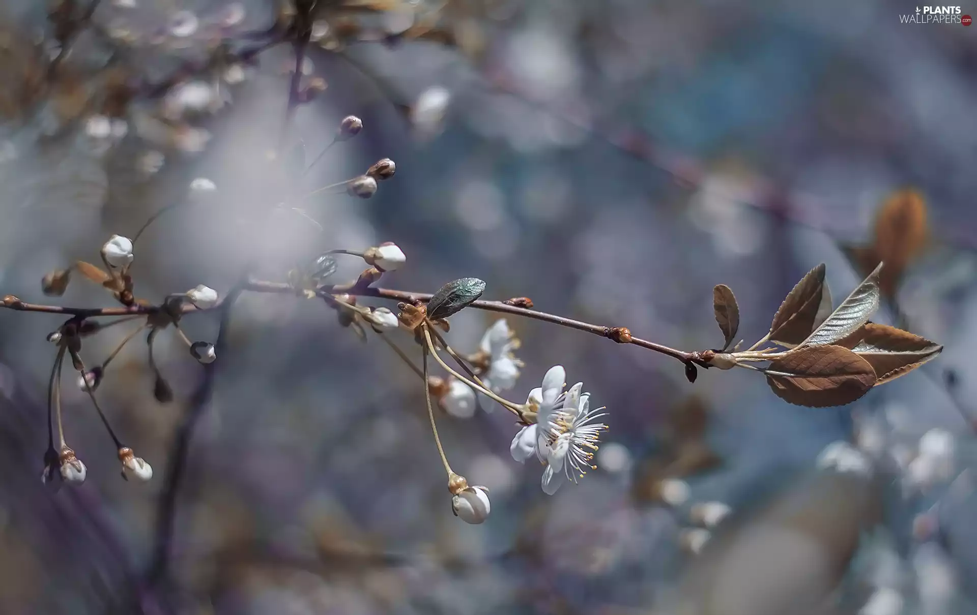 Flowers, blur, Fruit Tree, cherry, twig