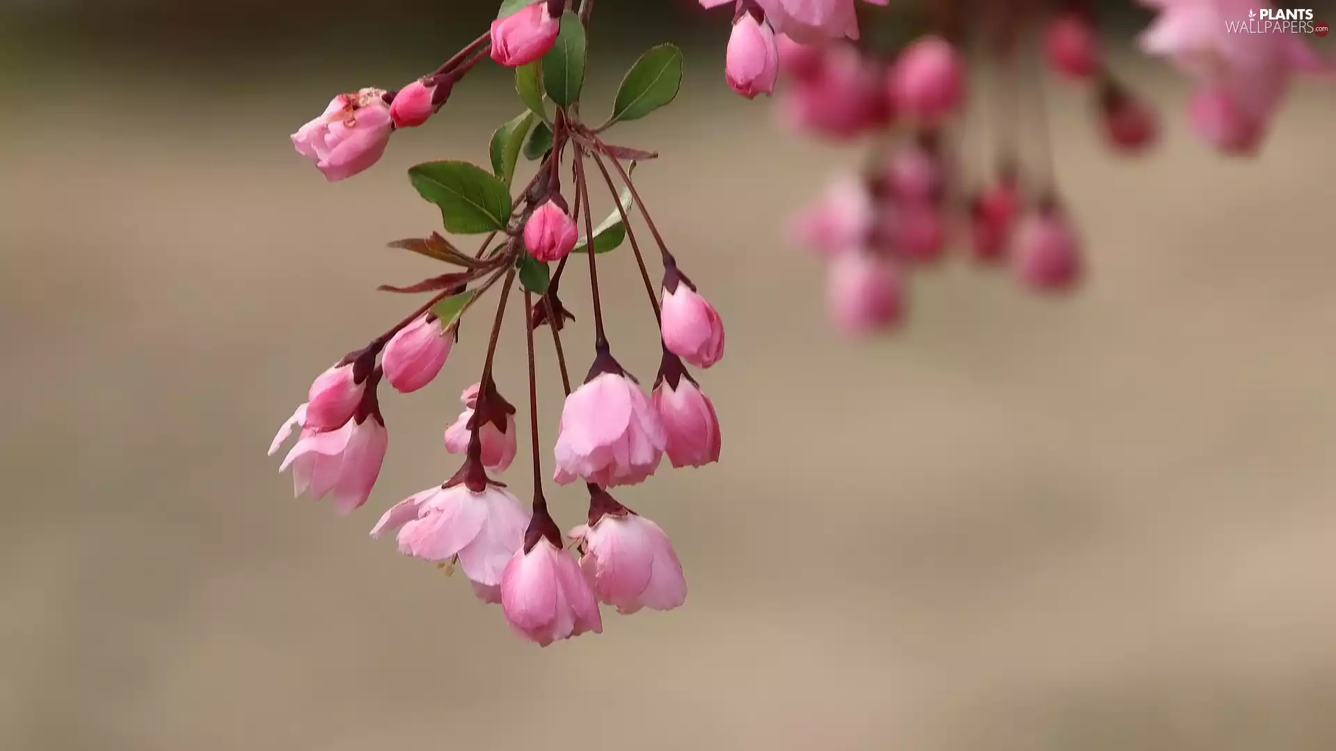 twig, Flowers, Fruit Tree