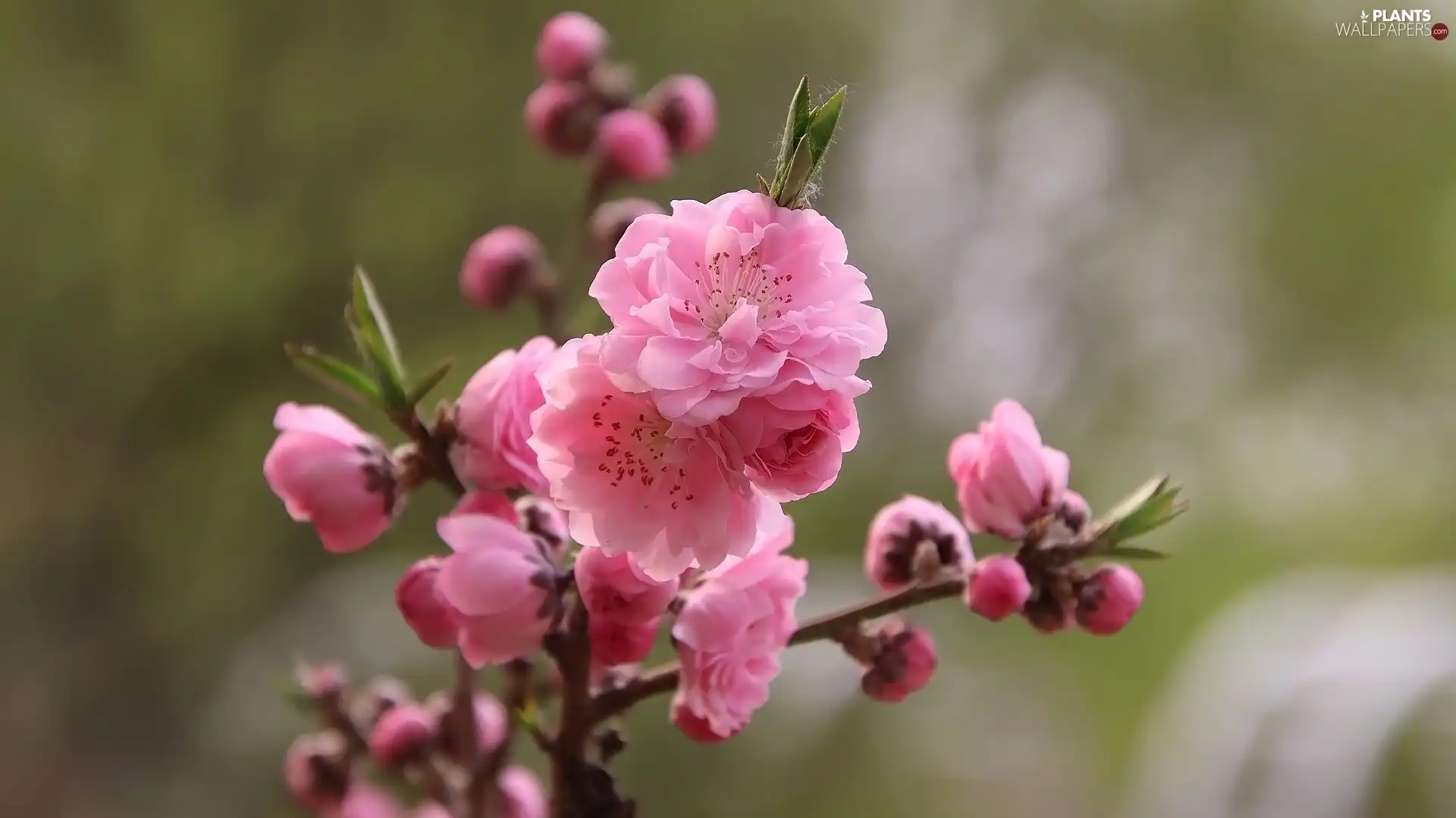 Japanese Cherry, Fruit Tree, Flowers, twig