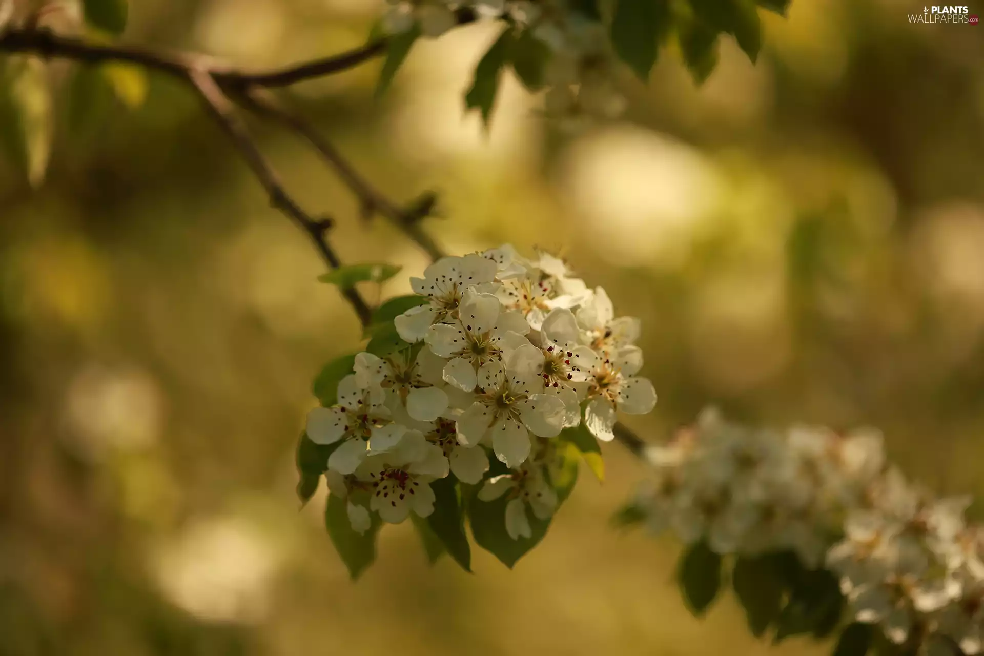 White, Flowers, Fruit Tree, rapprochement, twig