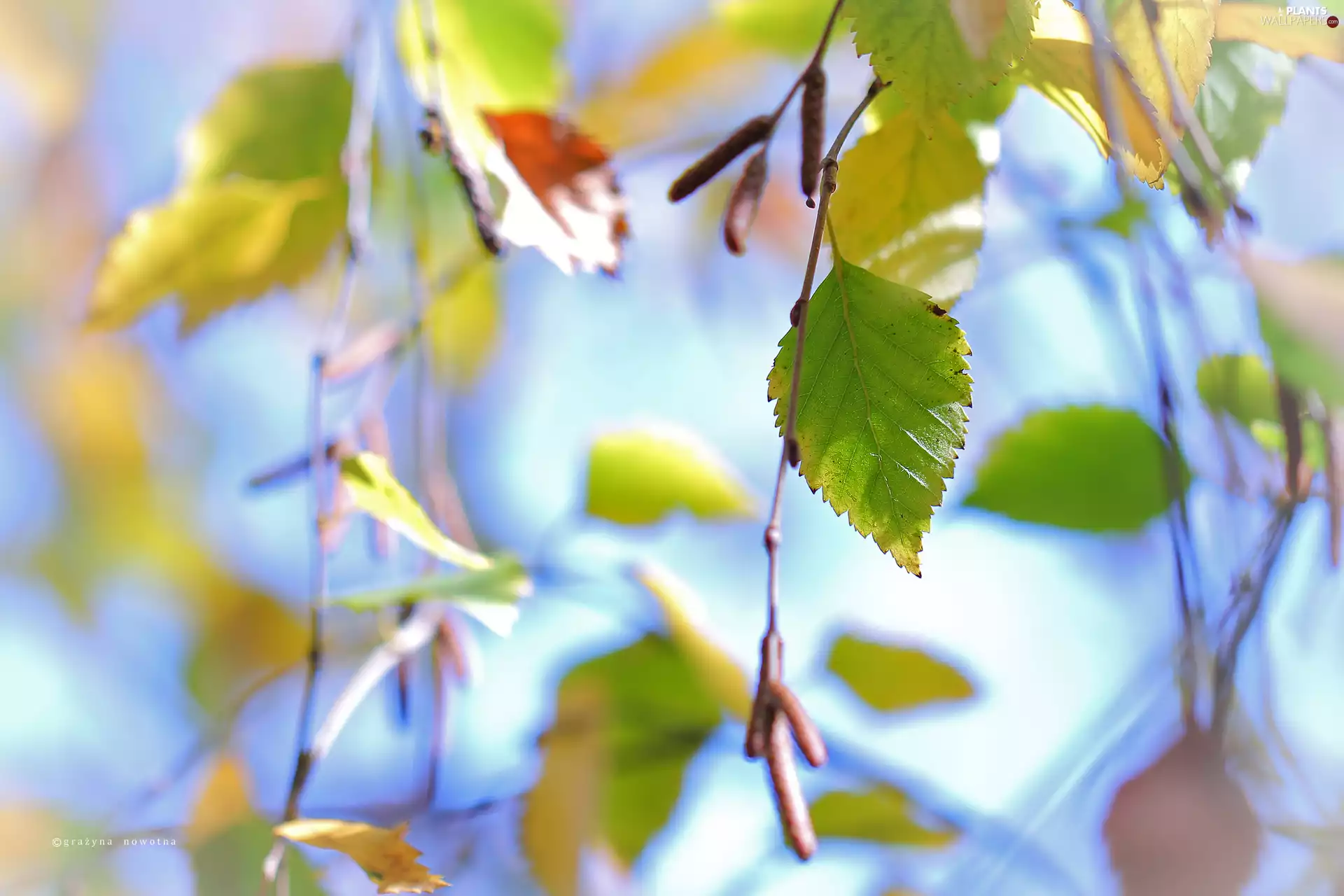 Twigs, Leaf, birch-tree