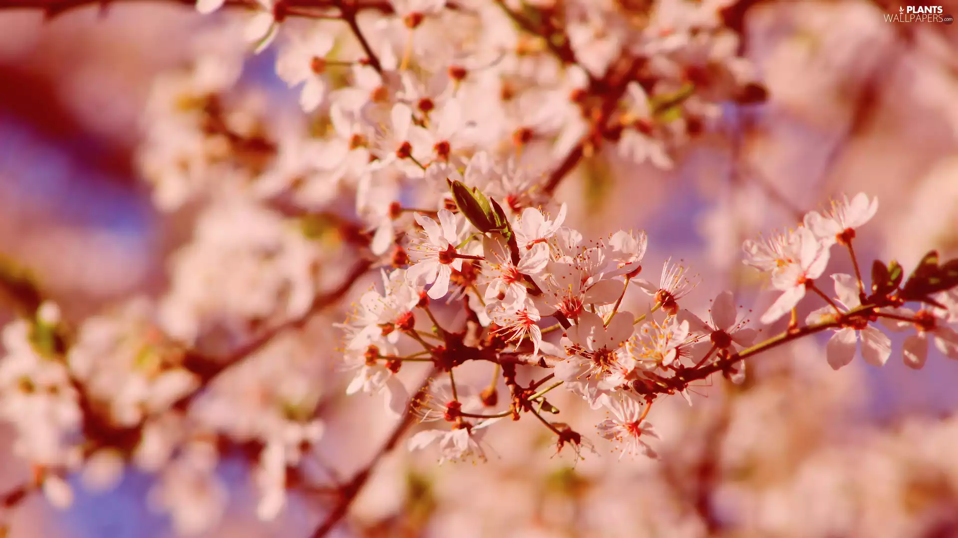 Fruit Tree, Twigs, rapprochement, Florescence
