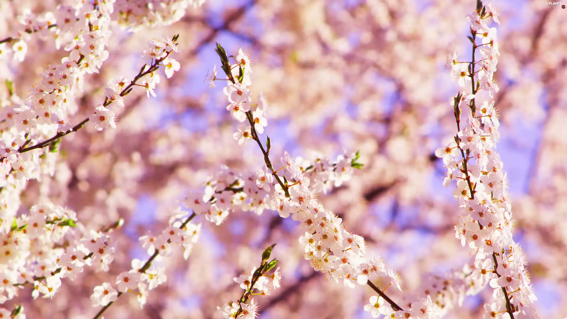 Fruit Tree, Twigs, rapprochement, Florescence