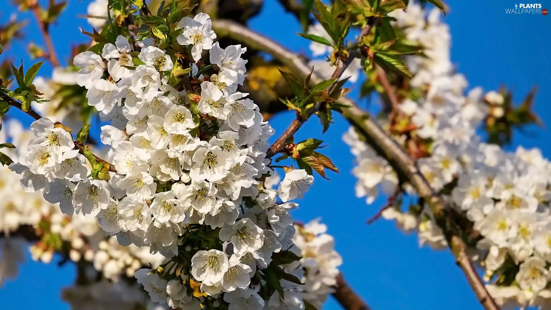 Fruit Tree, Twigs, Flourished, Flowers