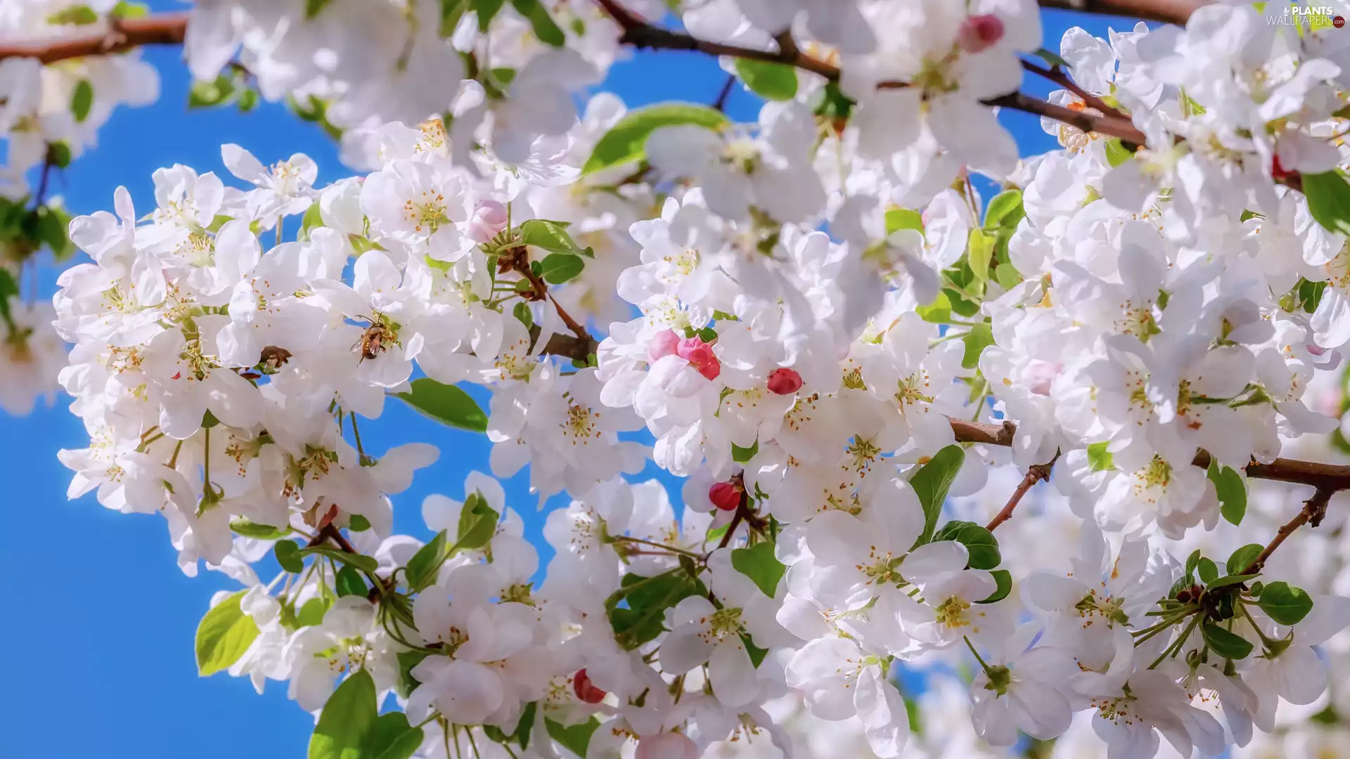 Twigs, Flowers, Fruit Tree