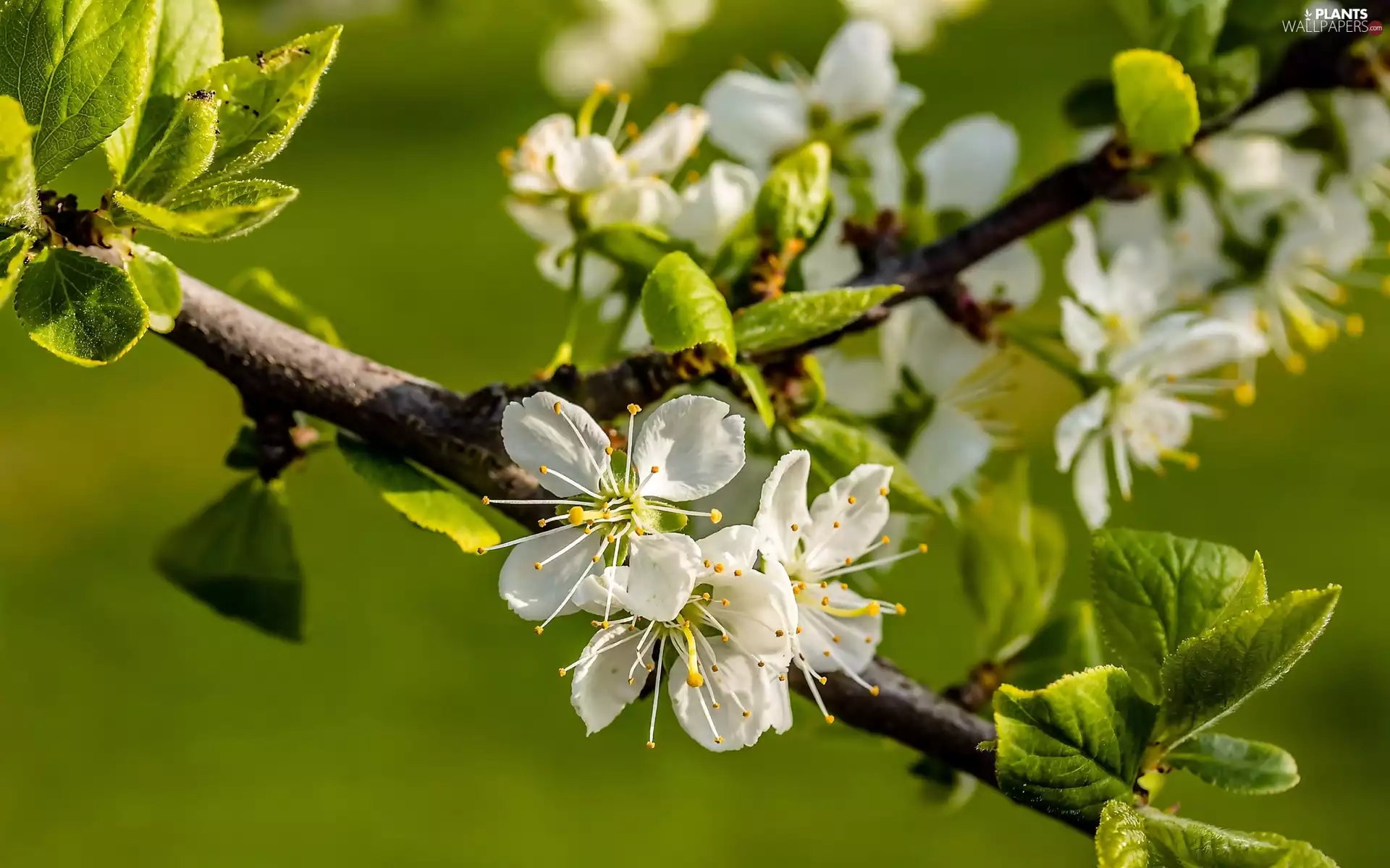 Fruit Tree, White, Flowers, branch