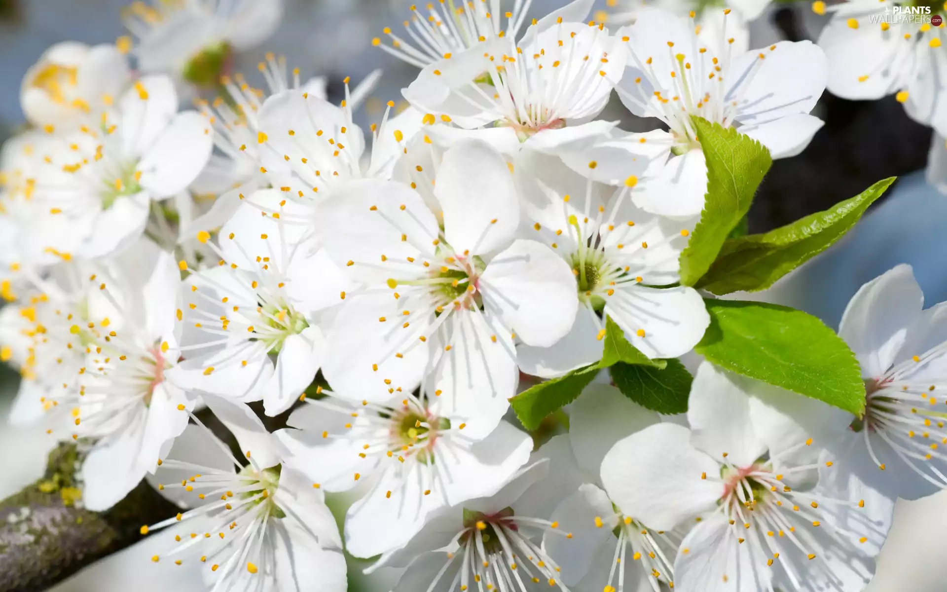 Fruit Tree, White, Flowers, developed
