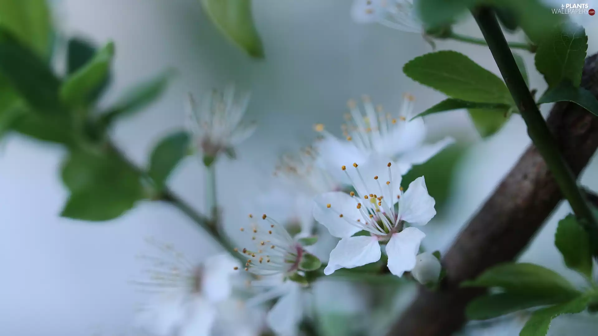 Fruit Tree, White, Colourfull Flowers