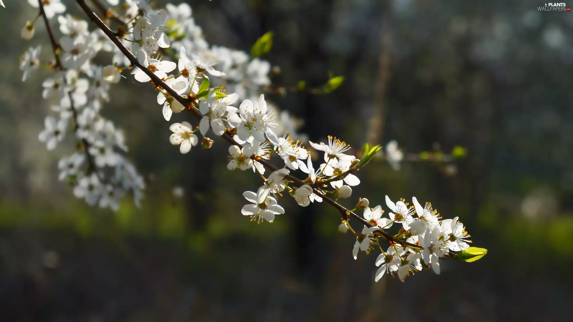 Fruit Tree, White, Flowers, twig
