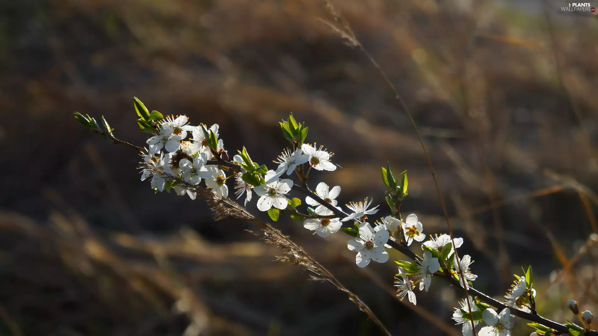 Fruit Tree, White, Flowers, twig