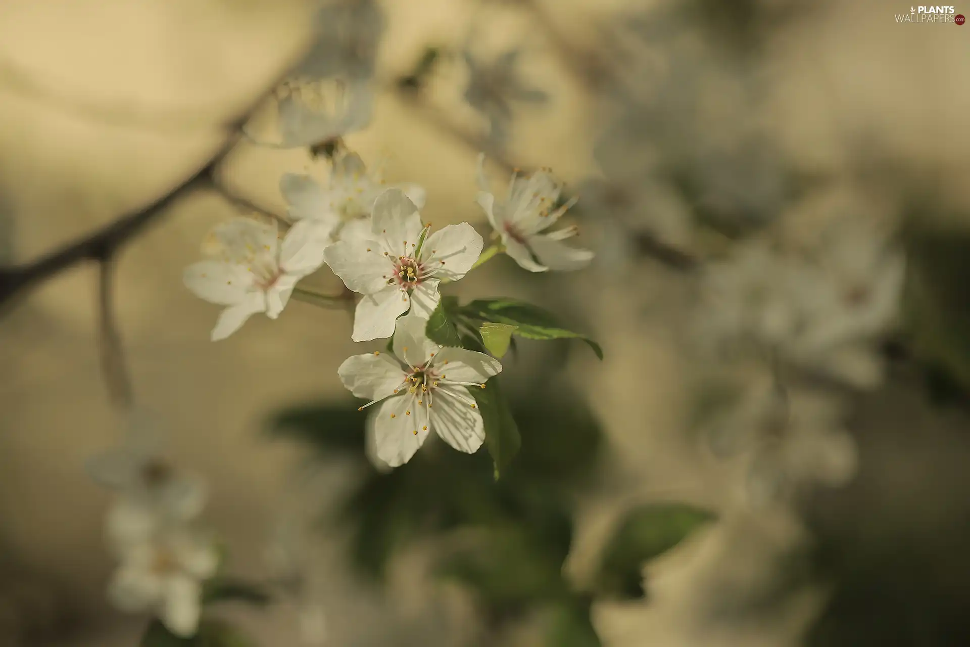 Fruit Tree, White, Flowers, twig