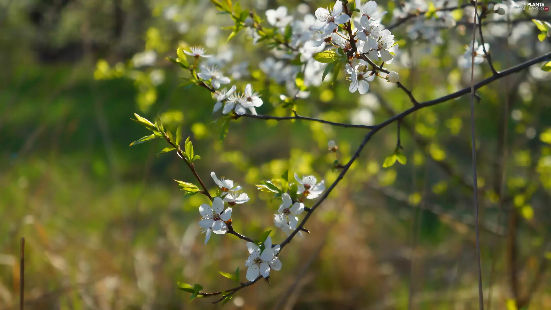 Fruit Tree, White, Flowers, Twigs