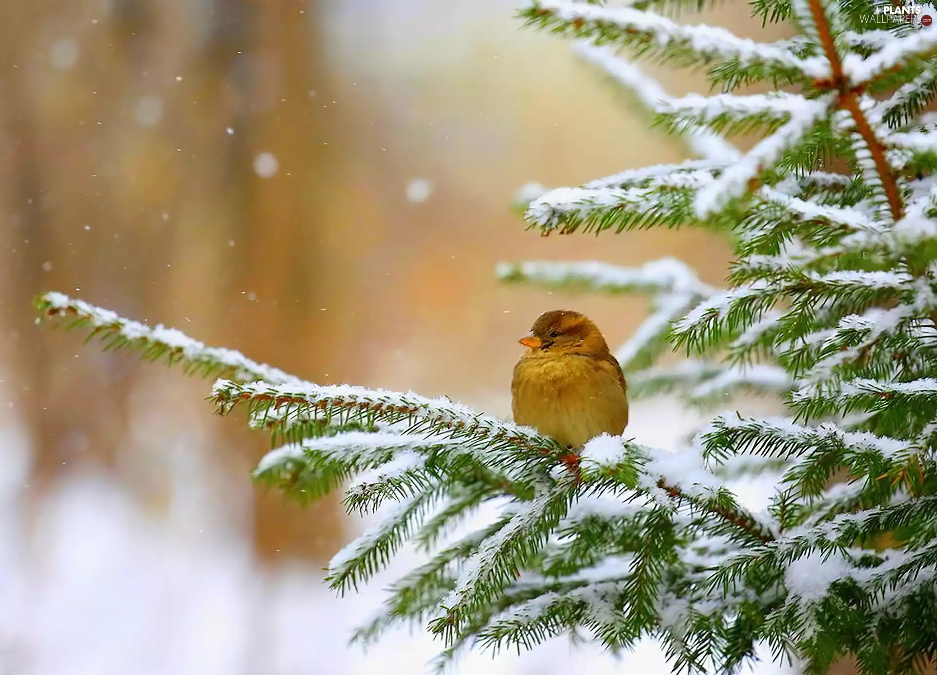 winter, sparrow, christmas tree