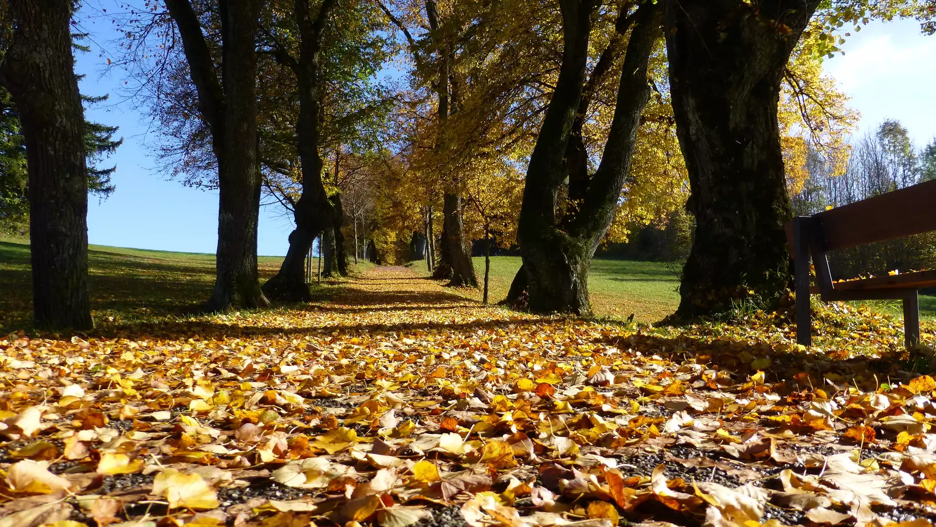 alley, autumn, Leaf, trees