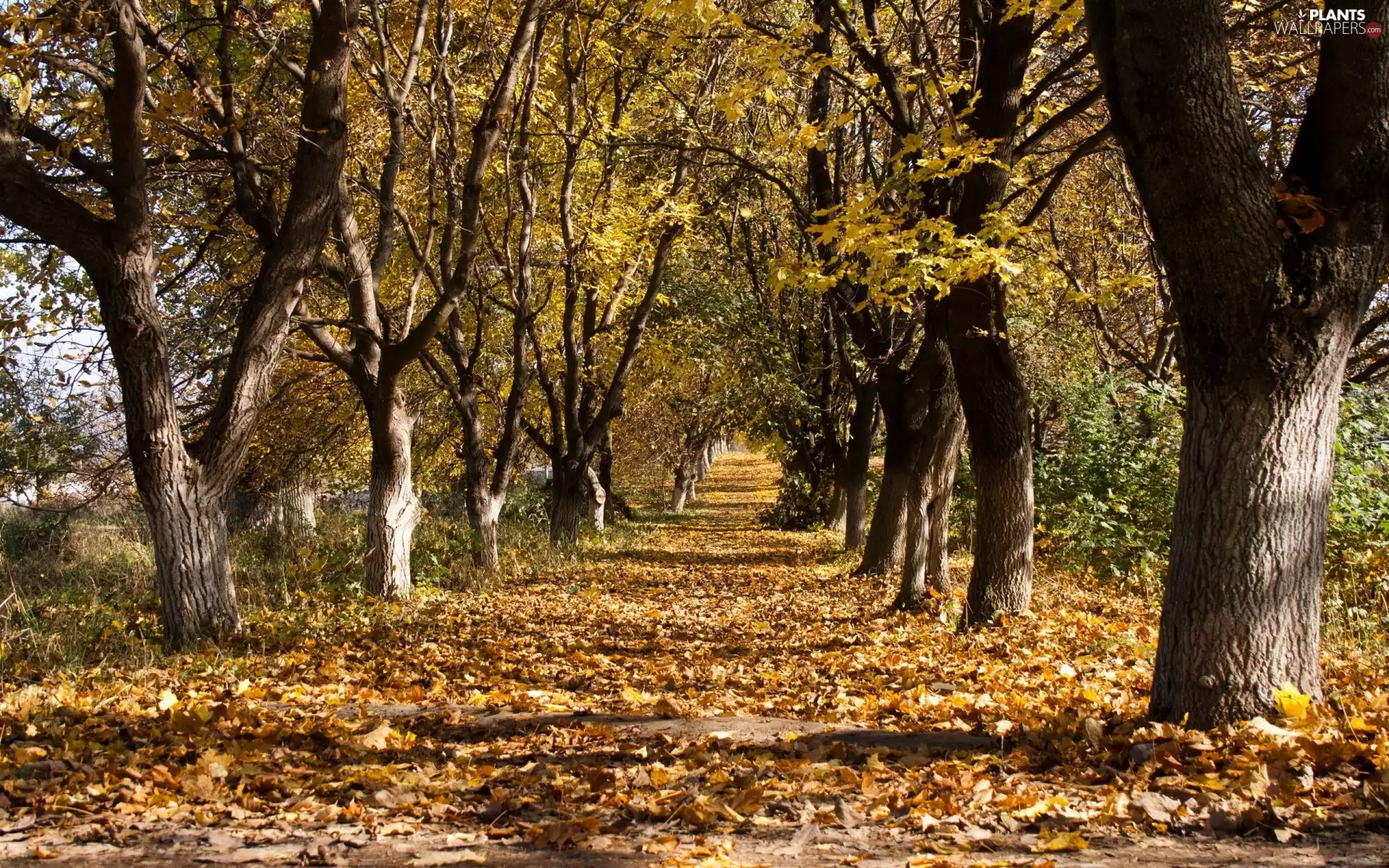 alley, fallen, Leaf, trees