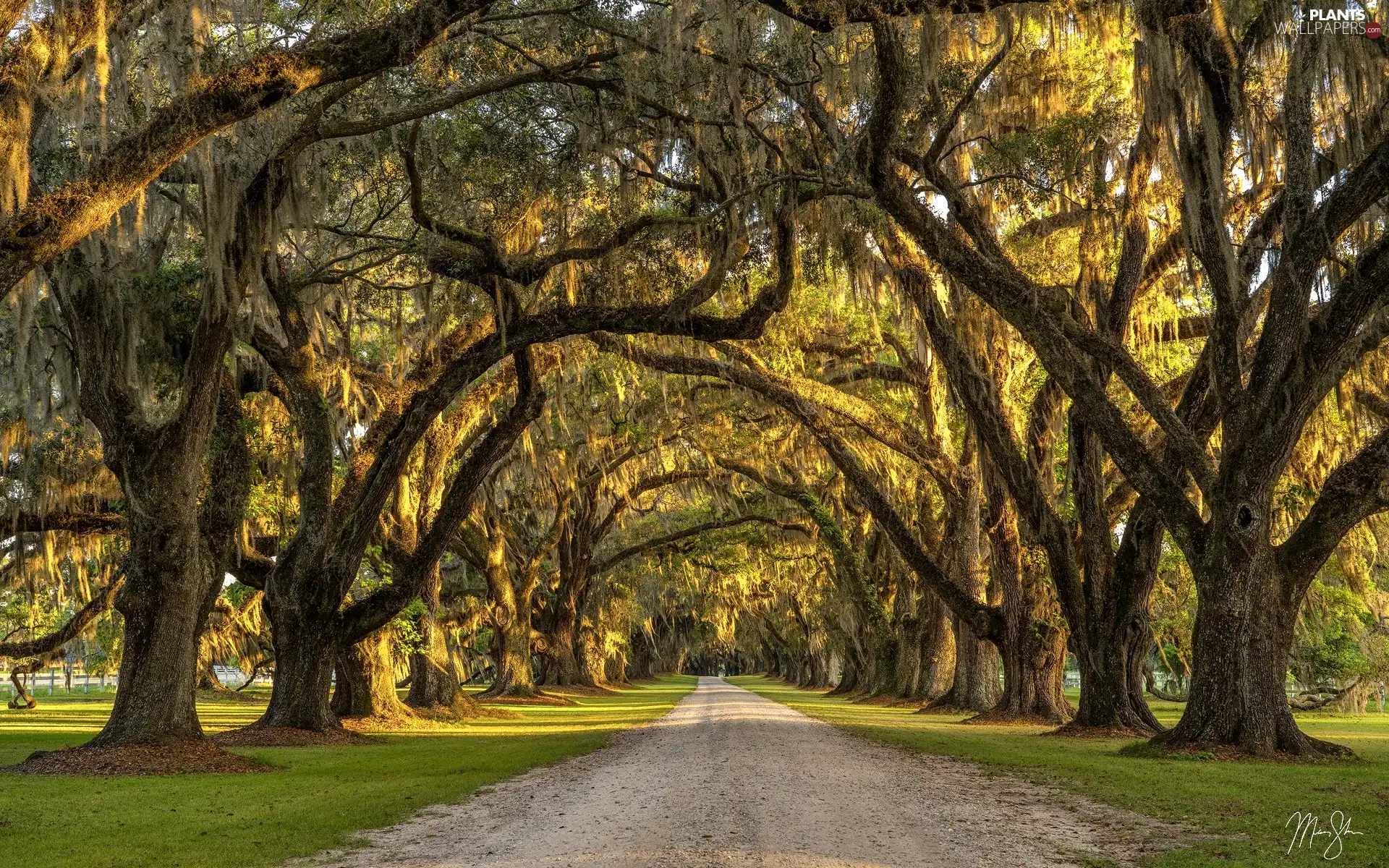 alley, viewes, oaks, trees