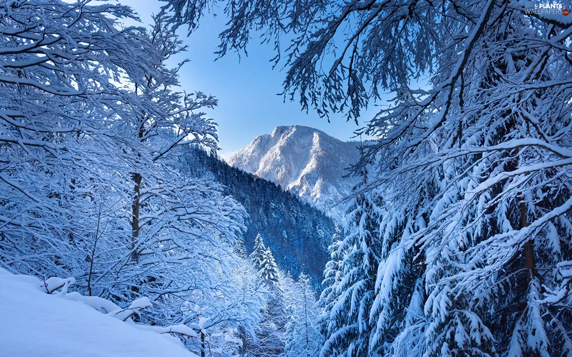 viewes, Snowy, Alps, trees, winter, Mountains, Austria