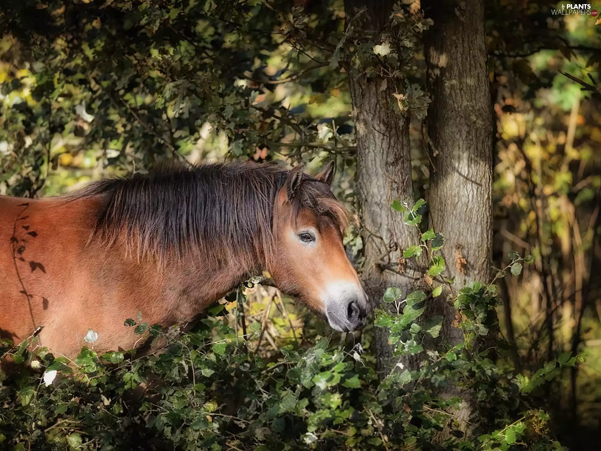 trees, Horse, among