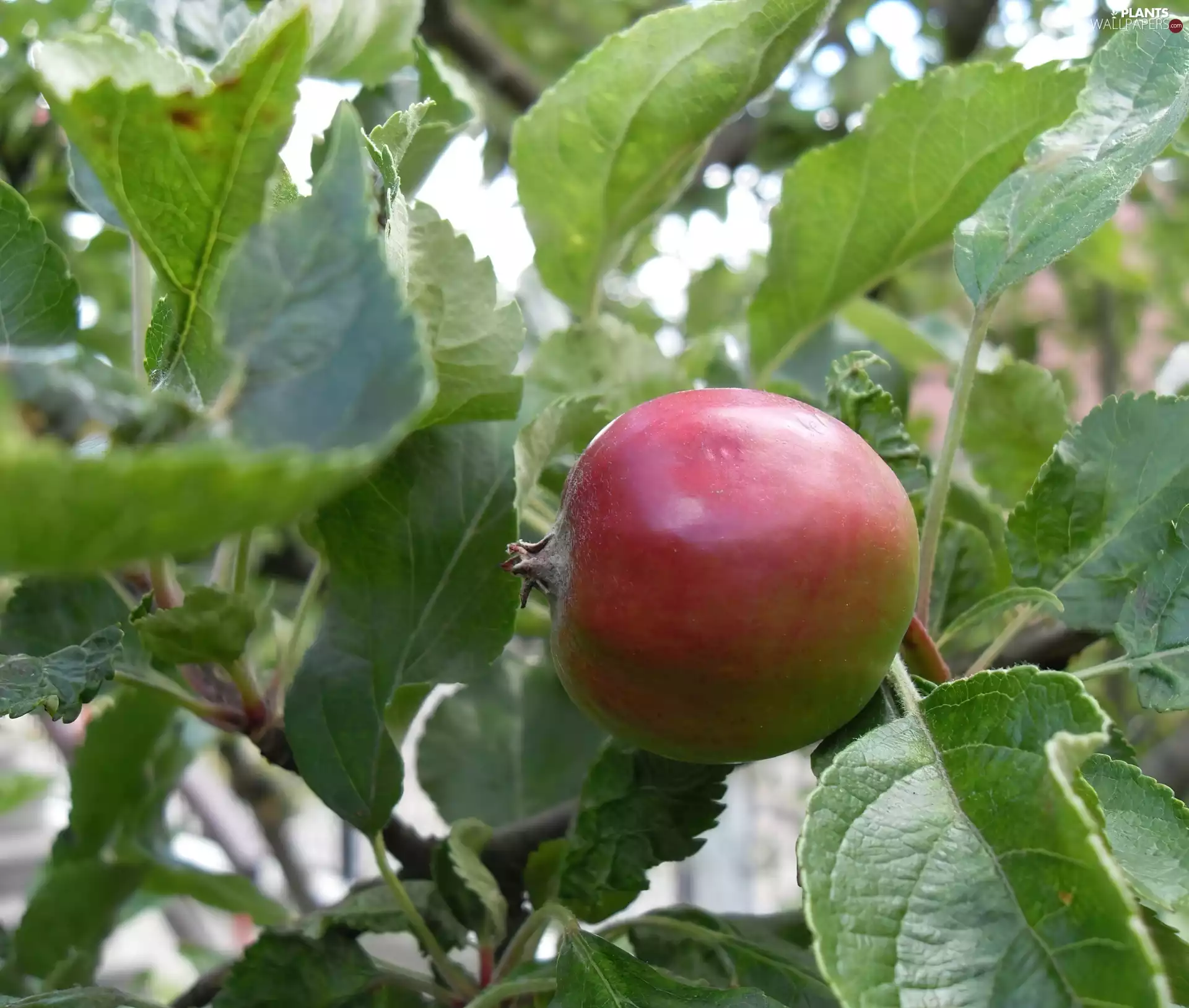 trees, maturing, Apple