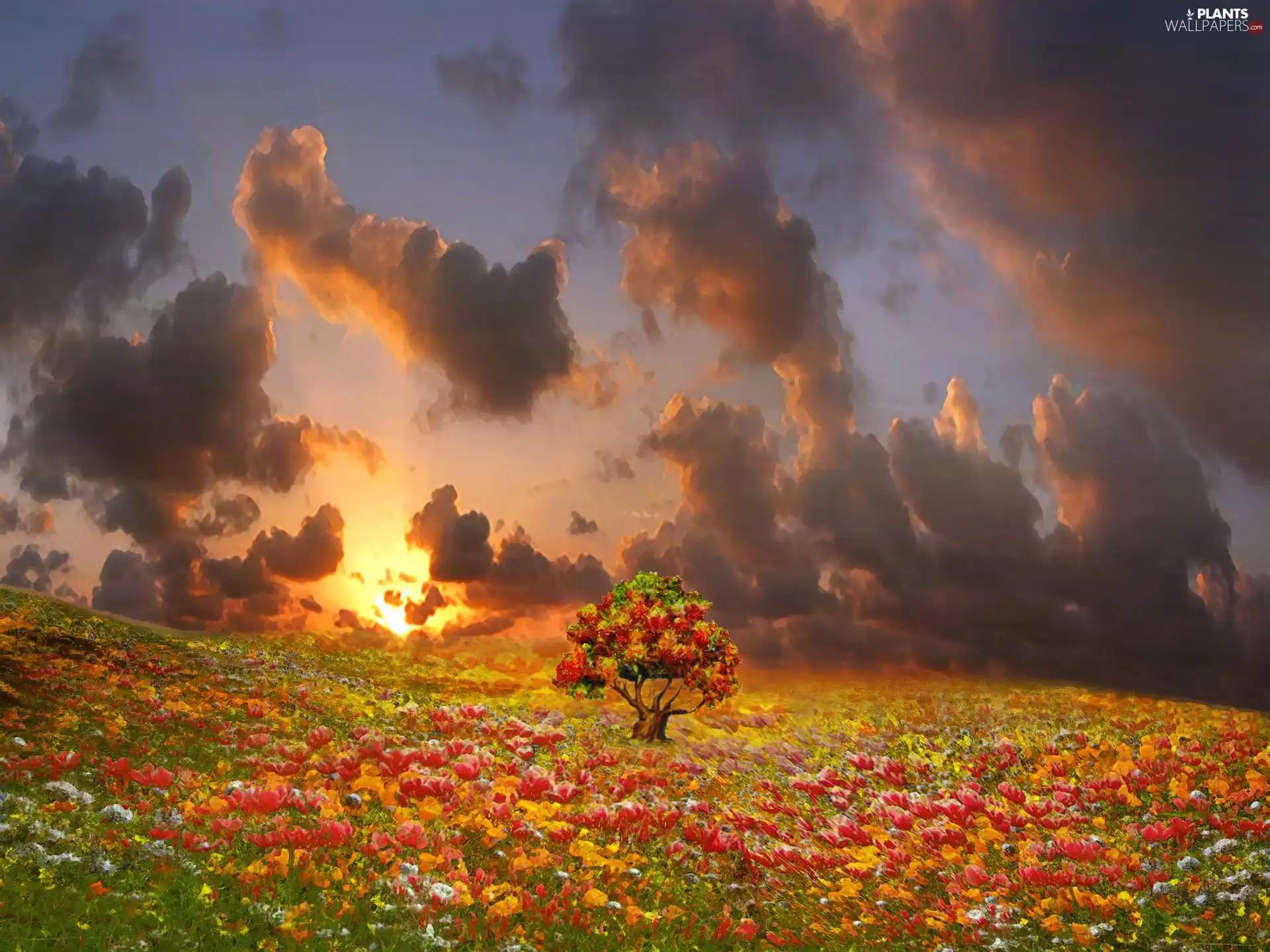 clouds, west, trees, Art, Flowers, sun