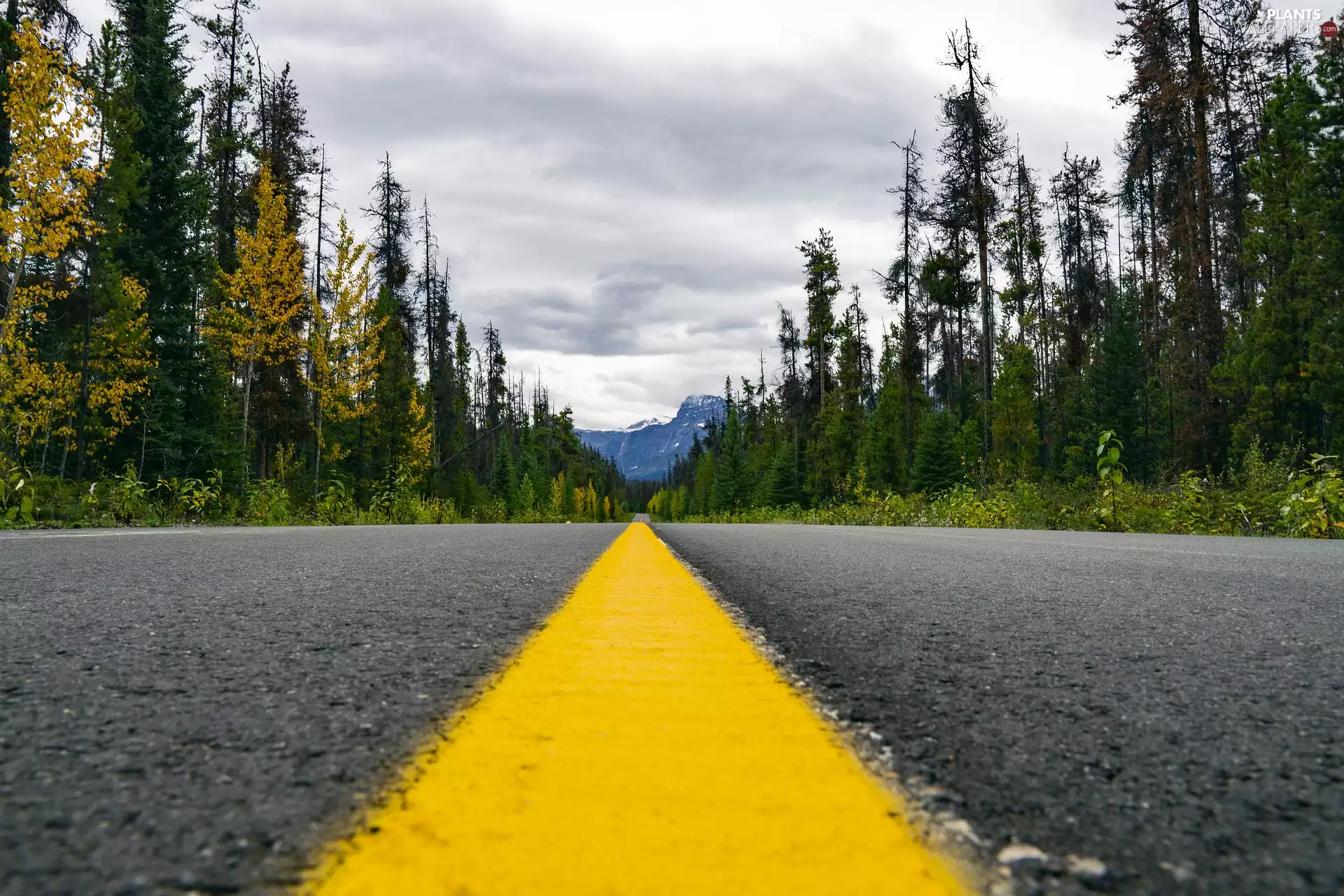 Yellow Honda, asphalt, trees, viewes, Line, Way