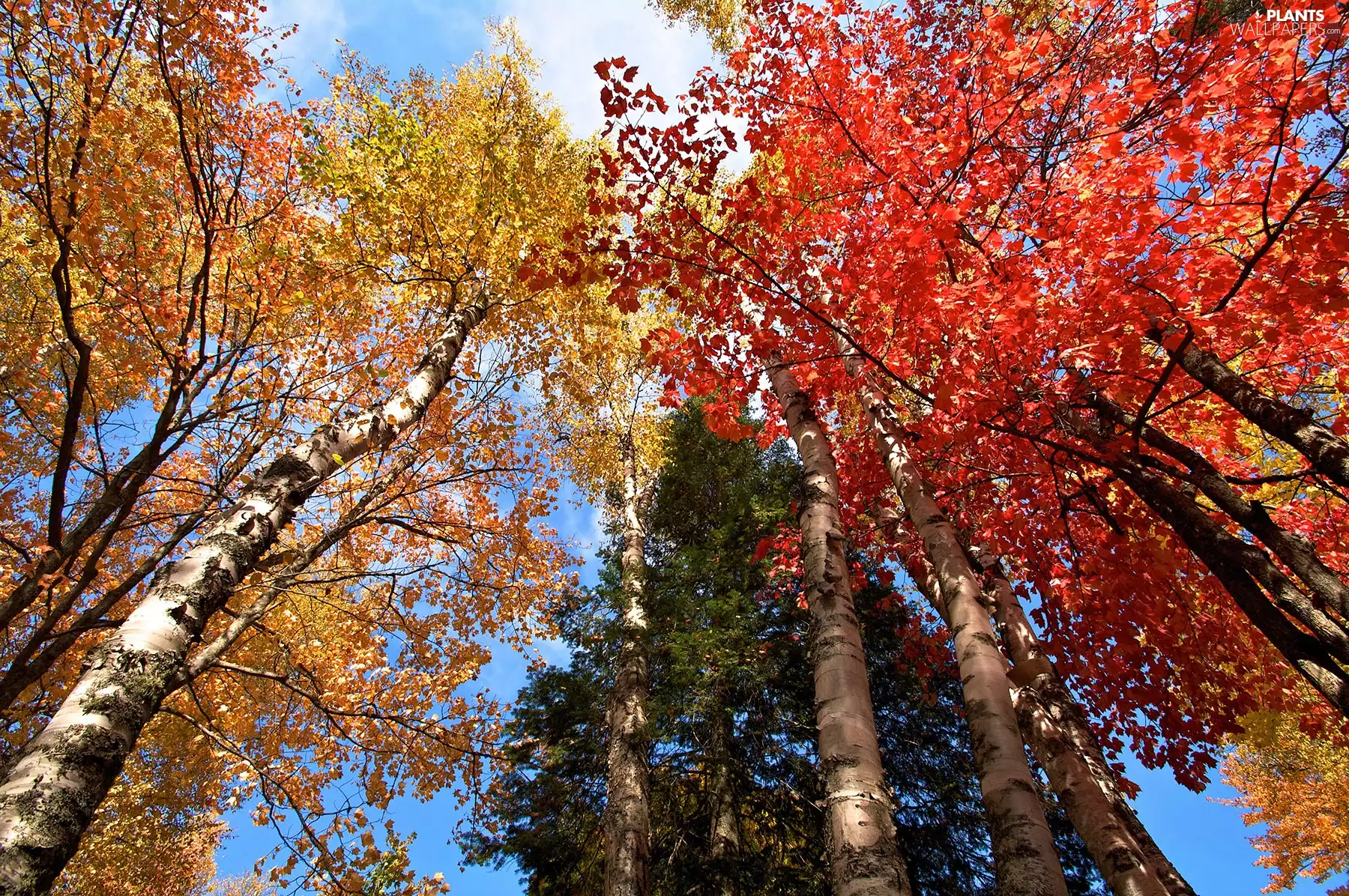 autumn, viewes, birch, trees