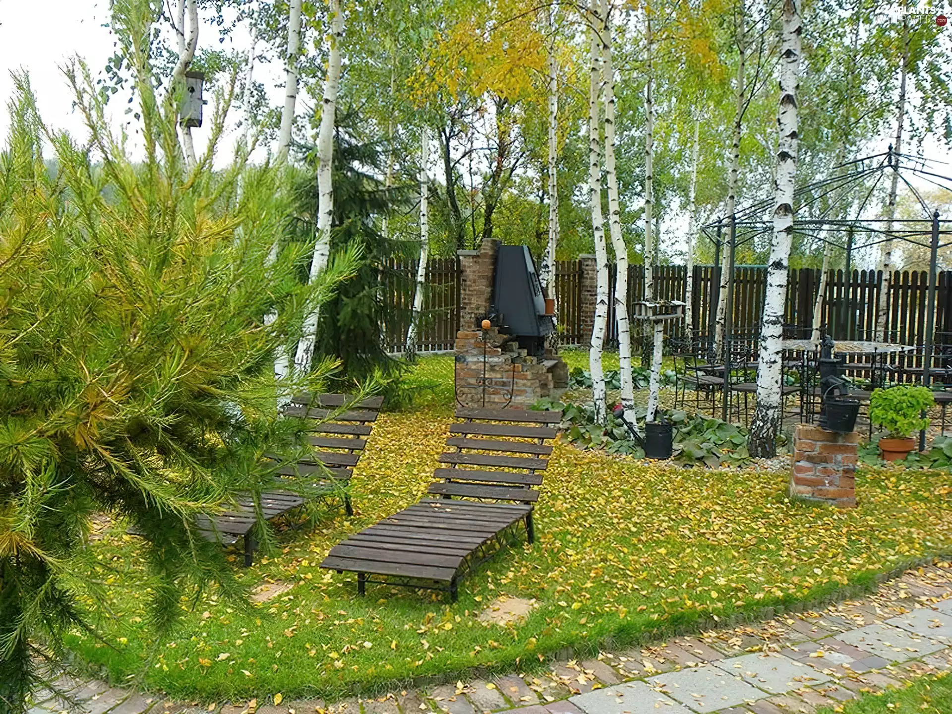 autumn, viewes, birch, trees