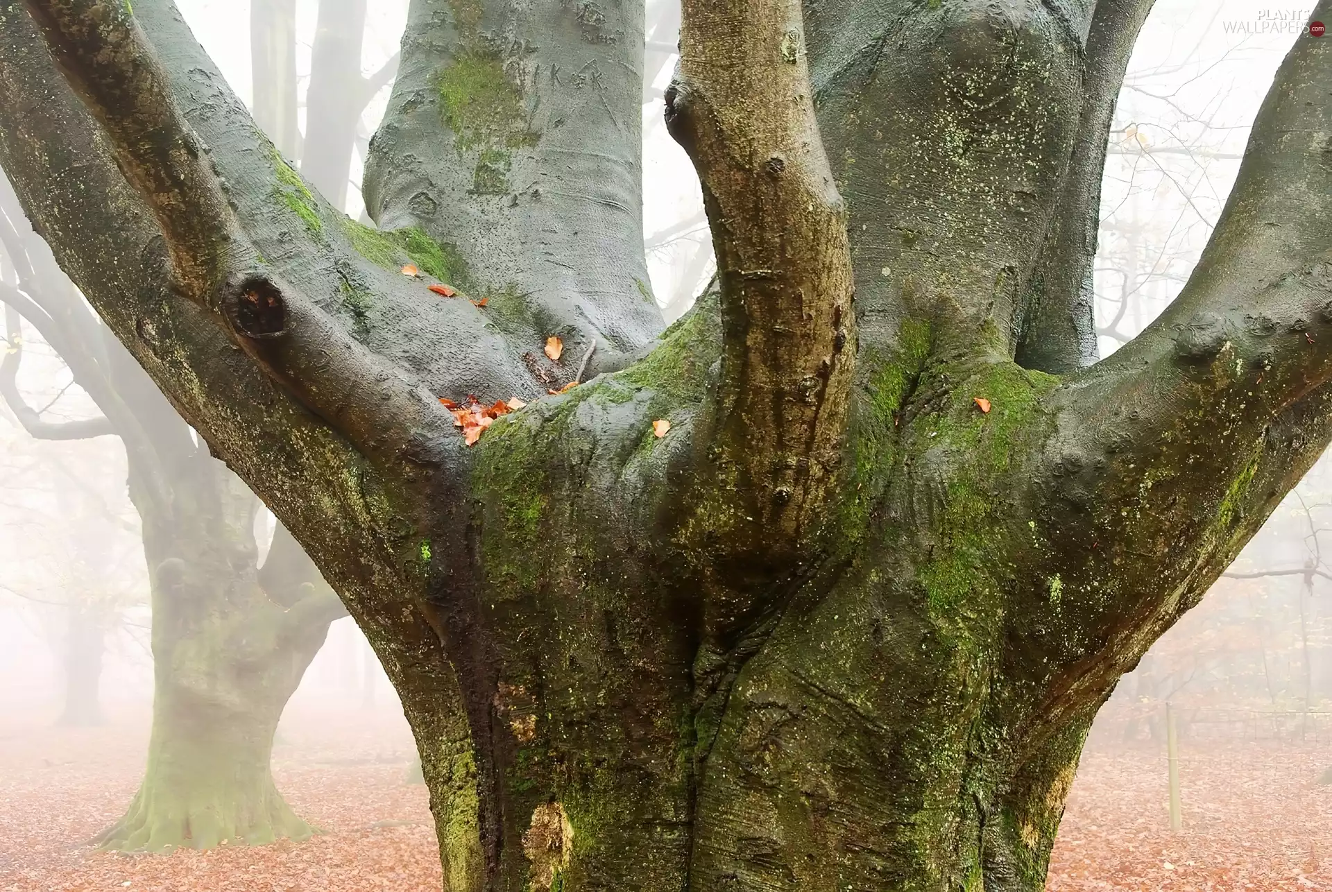 autumn, viewes, branches, trees