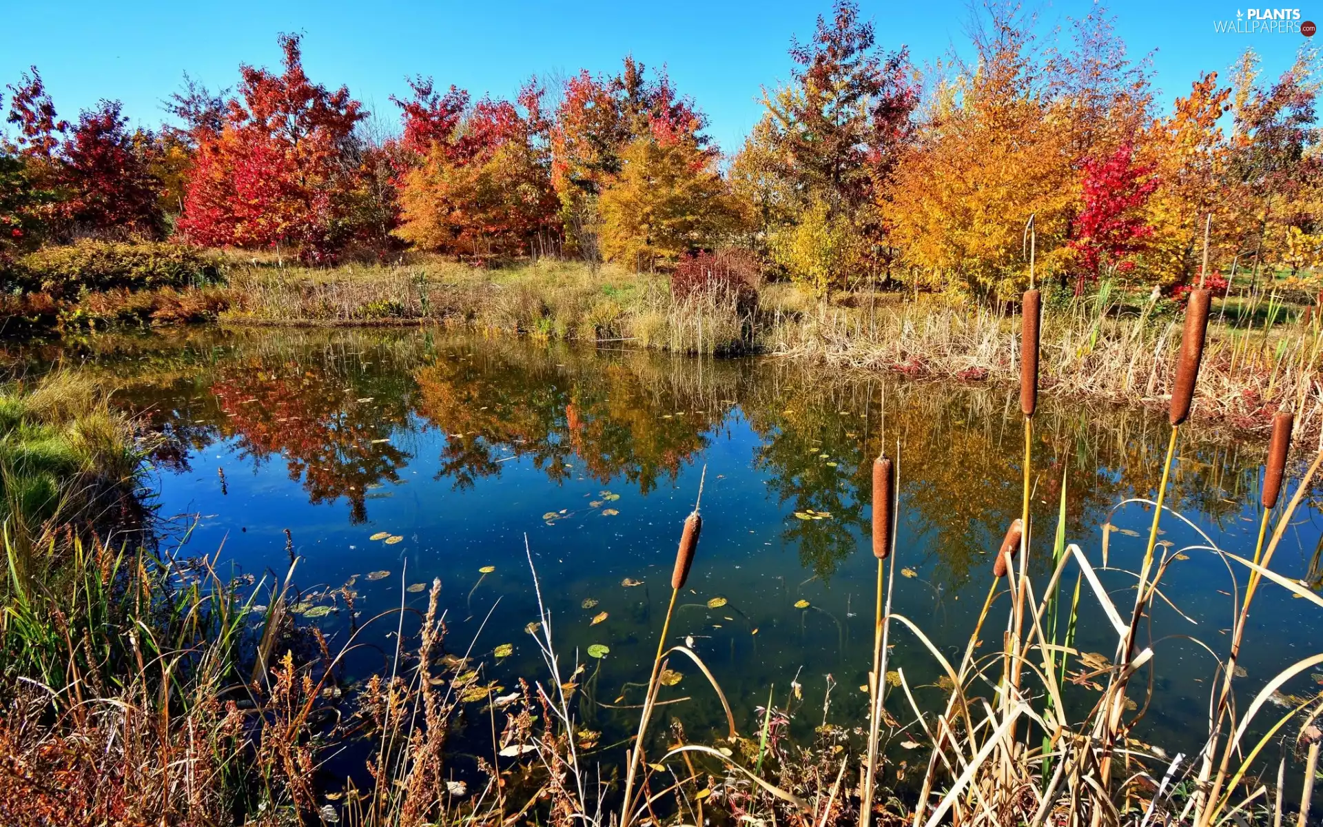 Pond - car, cane, trees, viewes, autumn