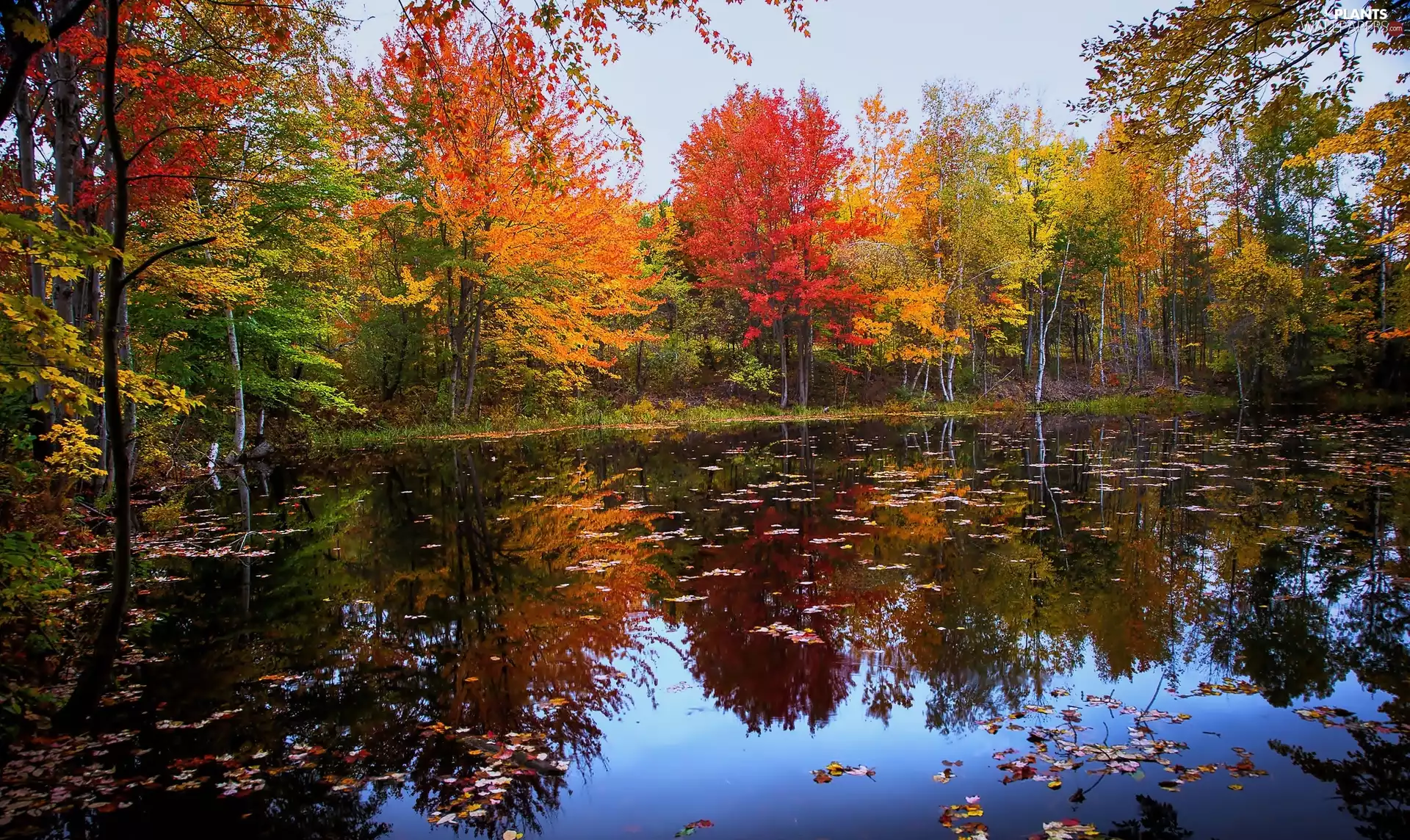 Leaf, Pond - car, trees, viewes, autumn