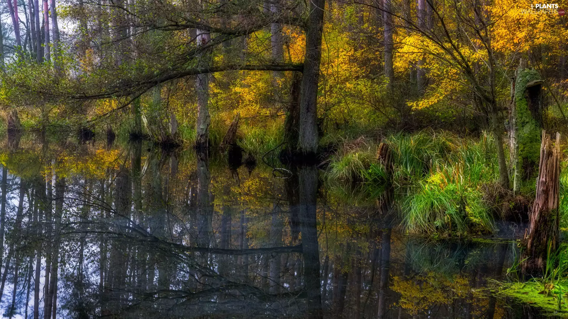 Plants, Pond - car, trees, viewes, autumn