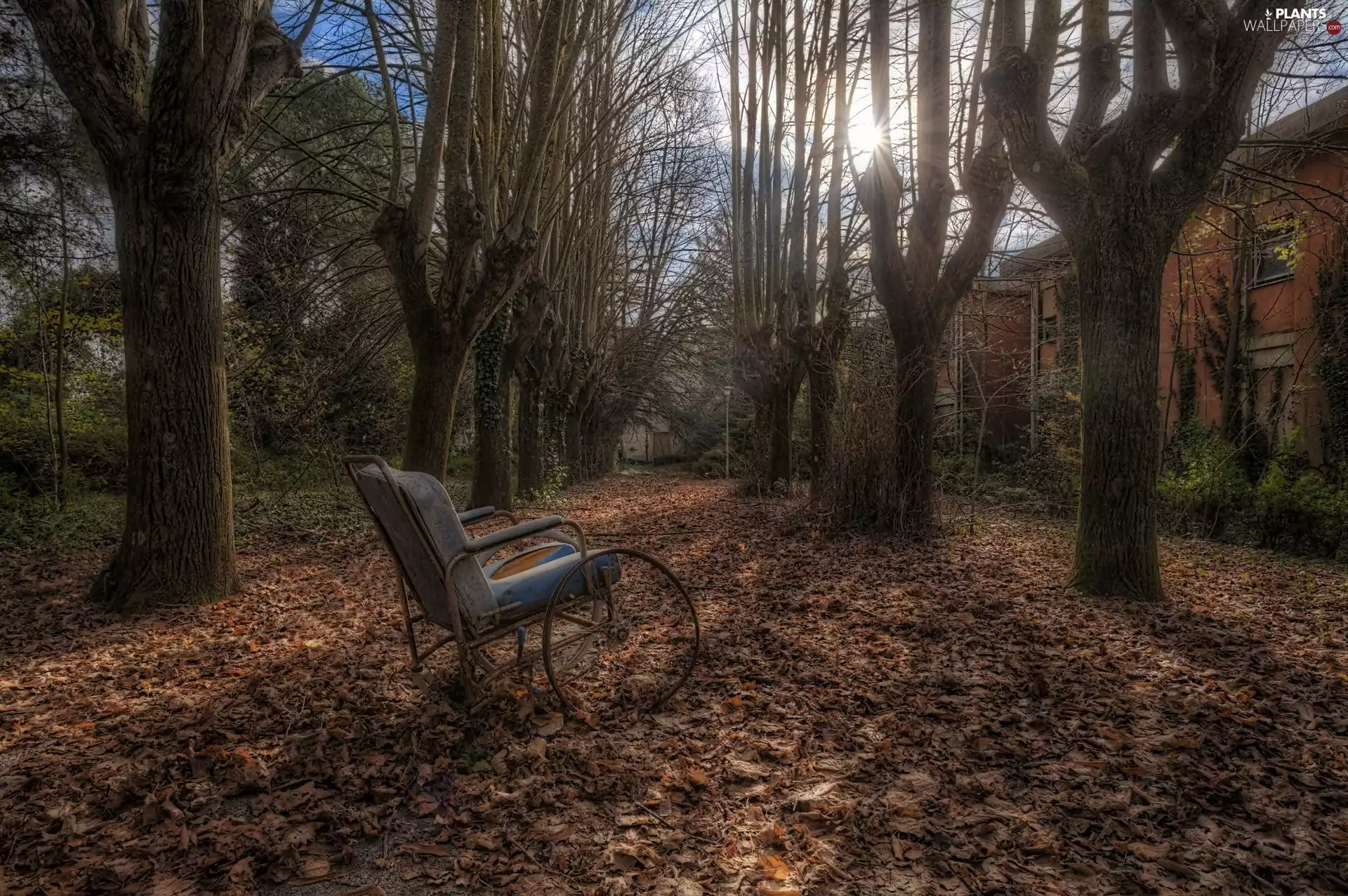 damaged, wheel-chair, trees, viewes, autumn