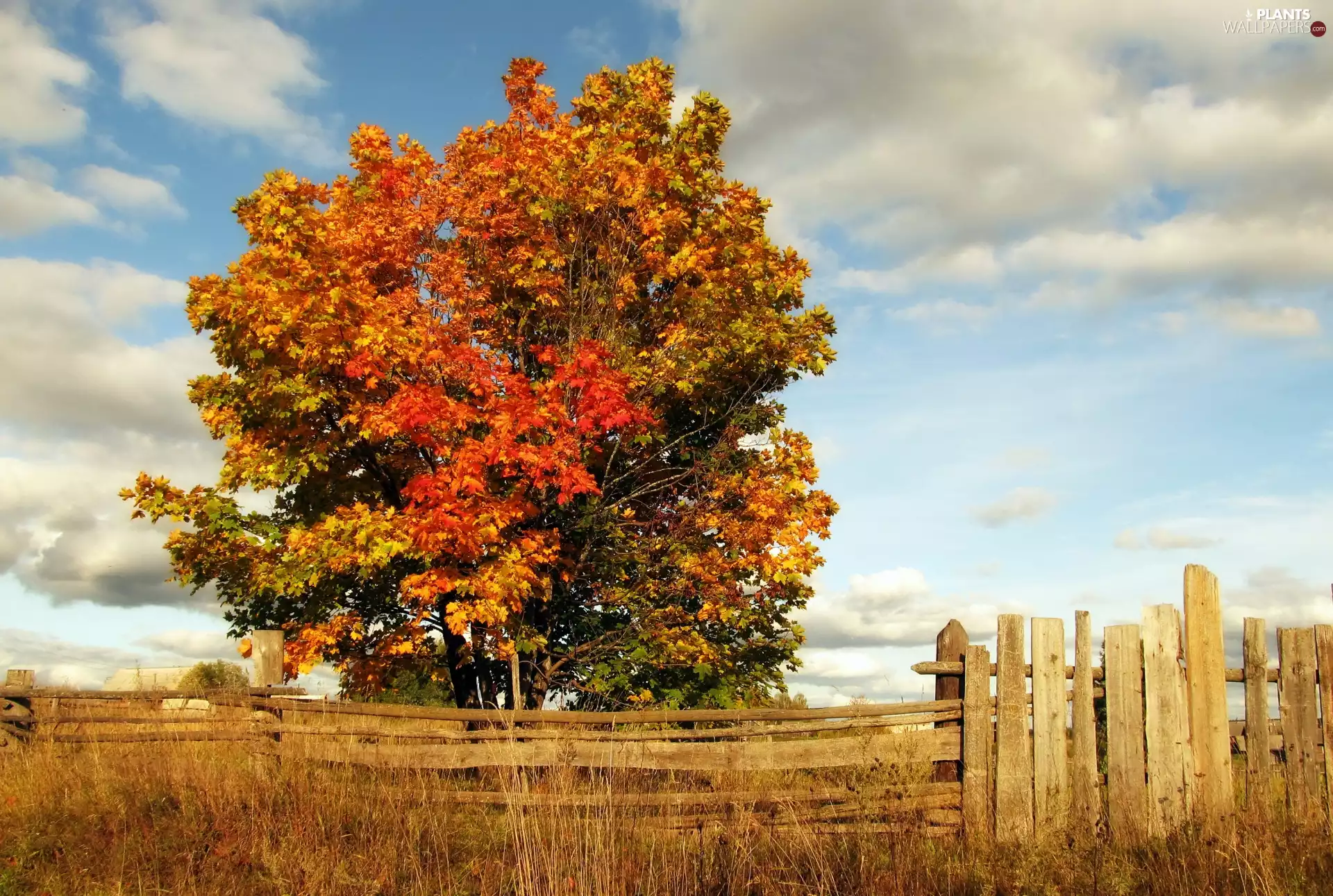 autumn, wooden, Fance, trees