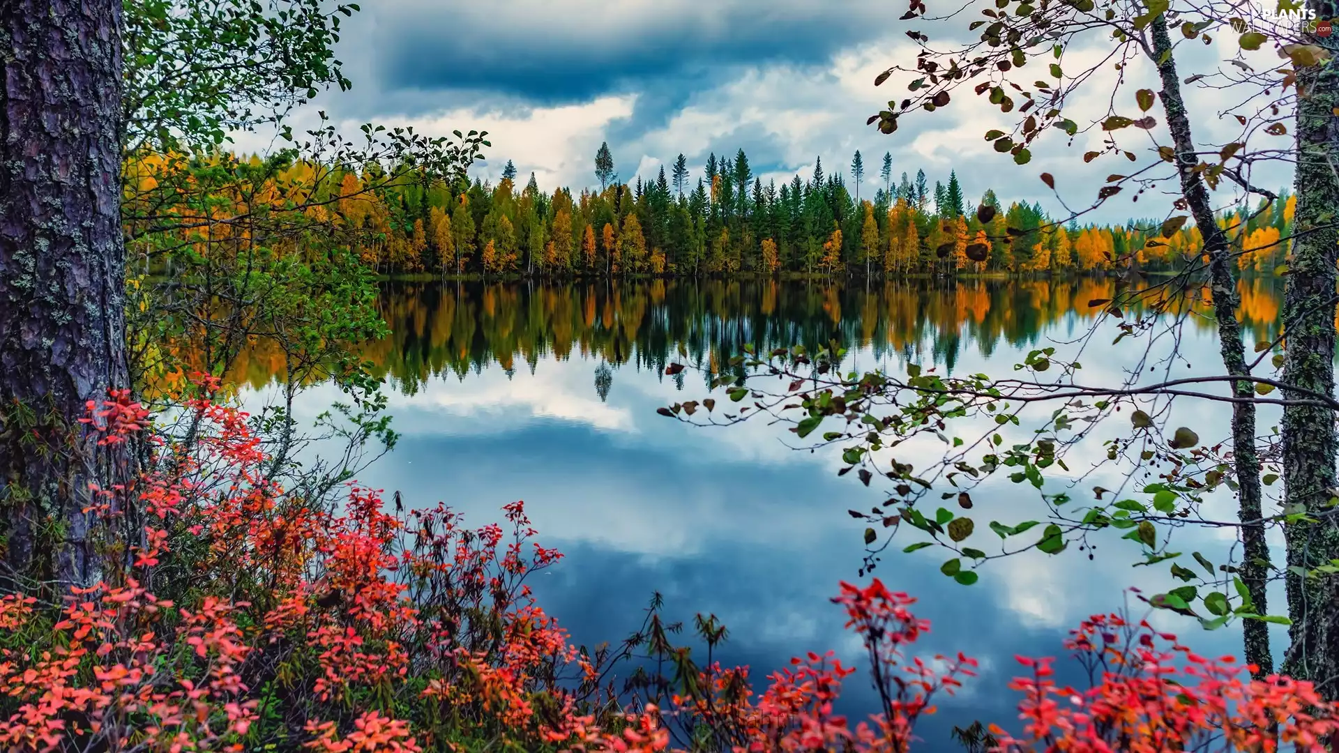 viewes, forest, autumn, trees, lake, Bush, clouds