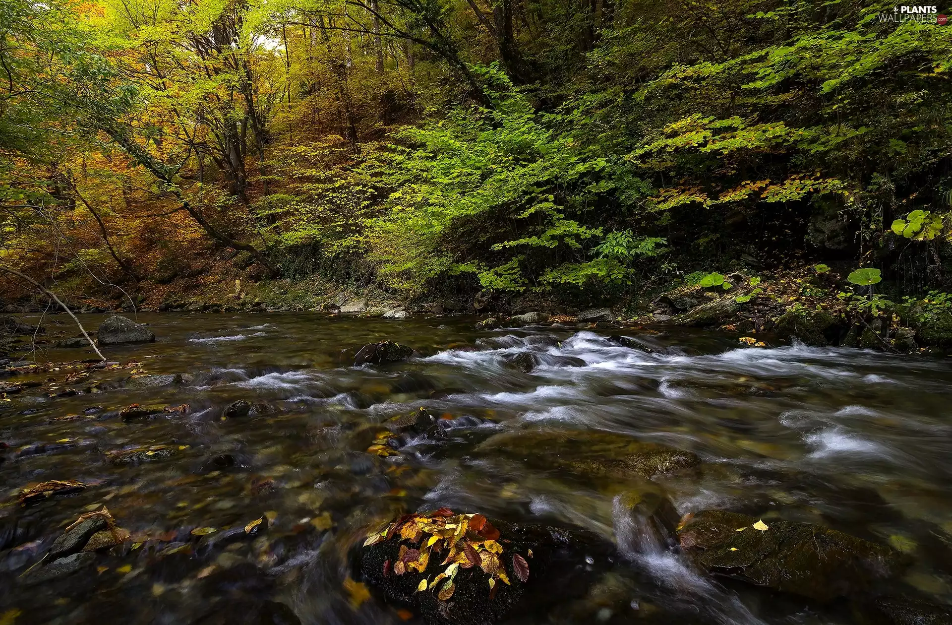 viewes, forest, autumn, trees, River, Stones, VEGETATION