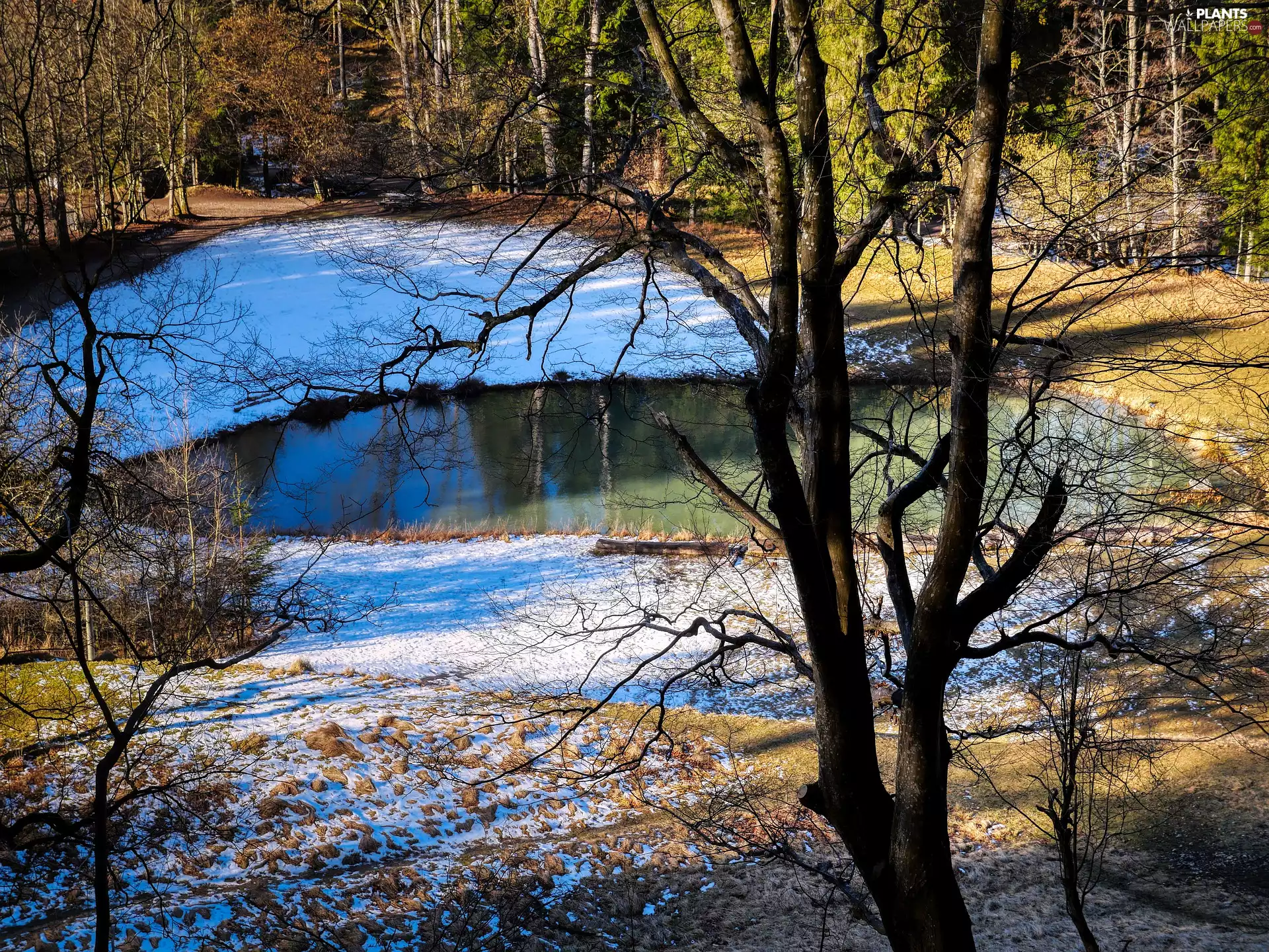 trees, viewes, day, snow, sunny, forest, autumn, Pond - car