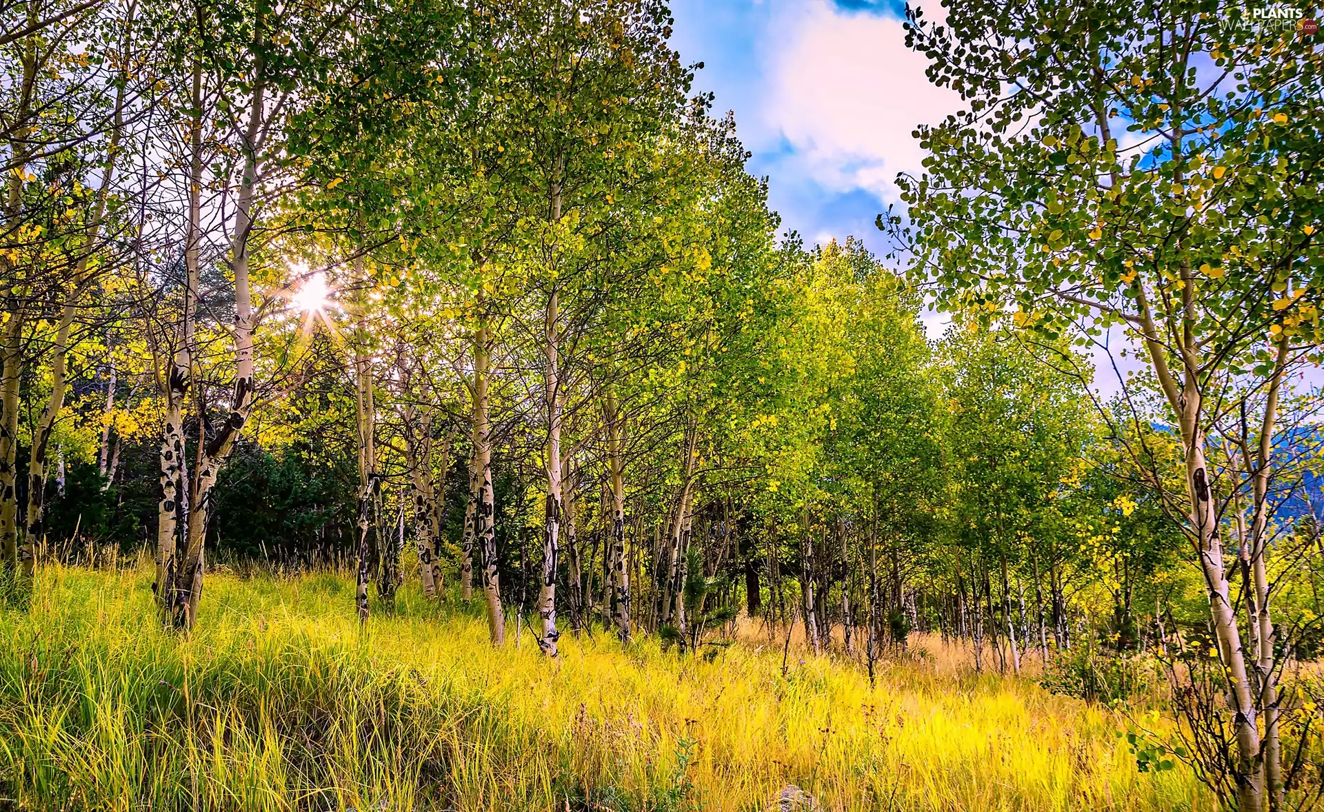 Common Aspen, grass, trees, viewes, autumn
